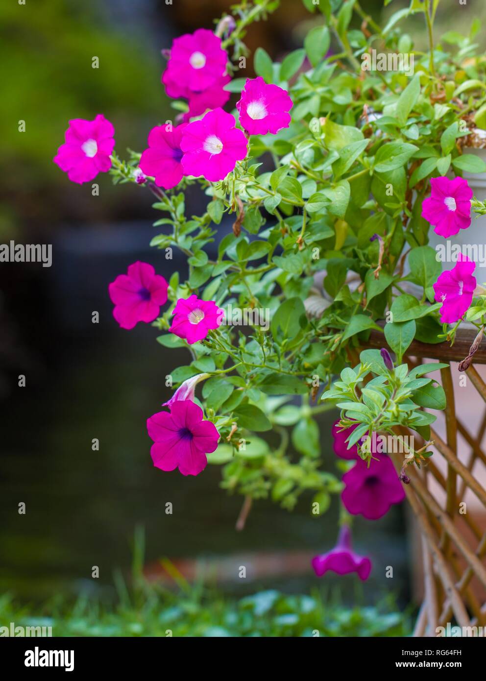 Di un bel colore rosa nelle petunie in un giardino Foto Stock