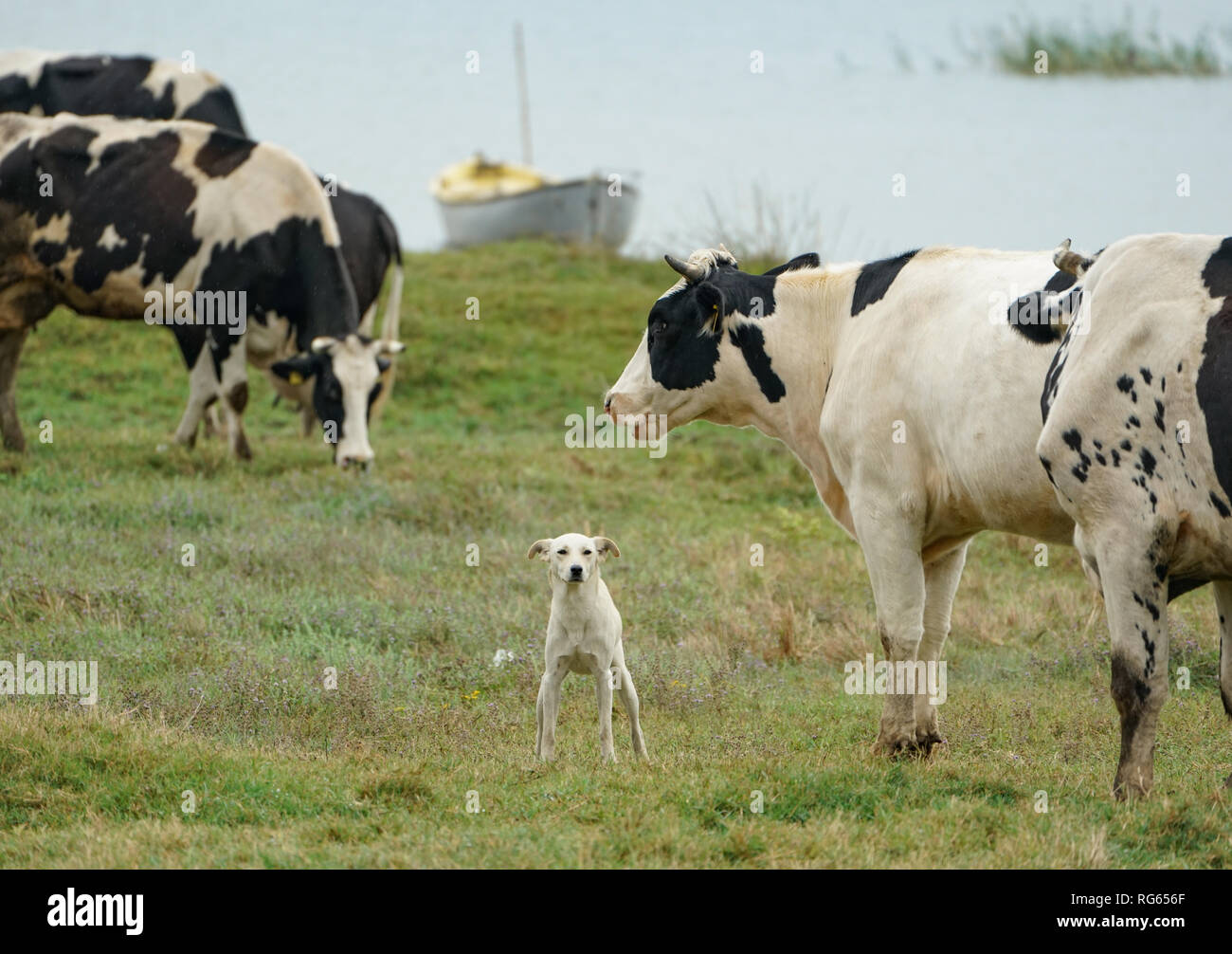 Cane bianco in posa Foto Stock