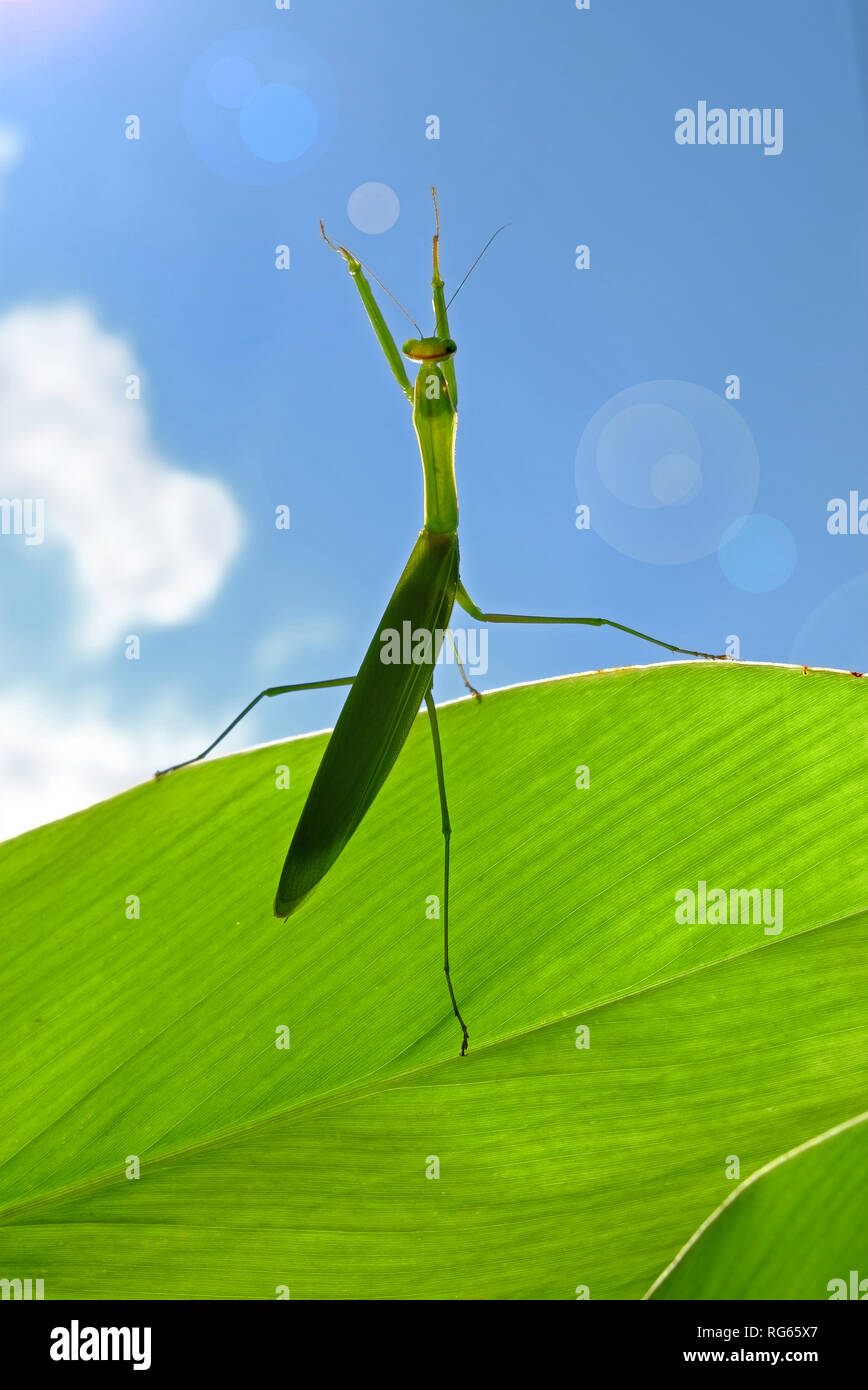 Mantis sulla foglia verde Foto Stock