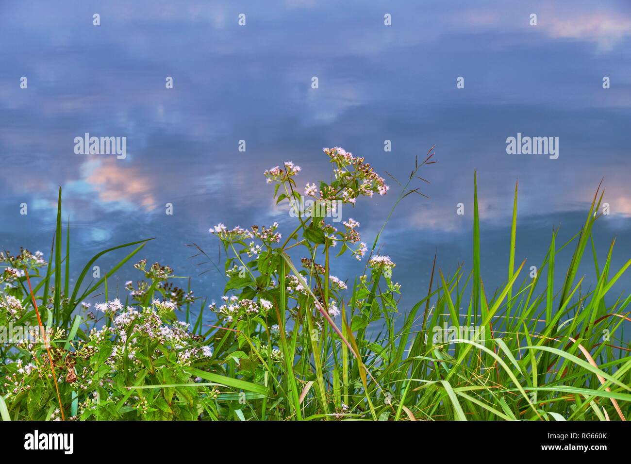 Fontana di erba e riflessione di cielo nuvoloso in acqua Foto Stock