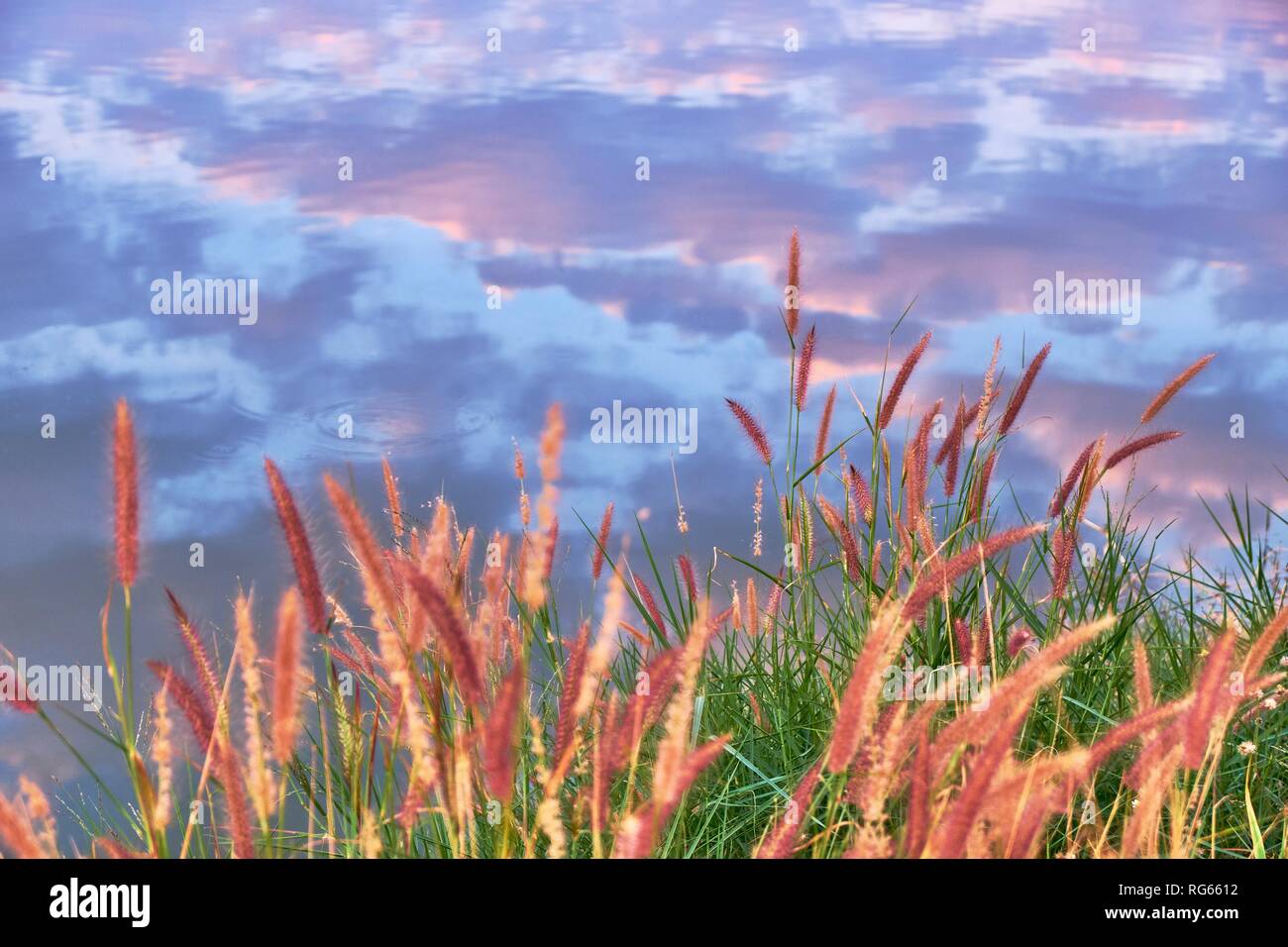 Fontana di erba e riflessione di cielo nuvoloso in acqua Foto Stock