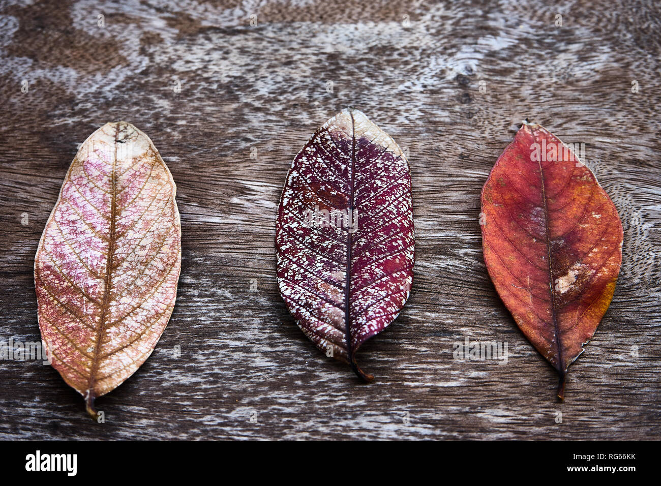 Le foglie essiccate di autunno sul tavolo di legno Foto Stock