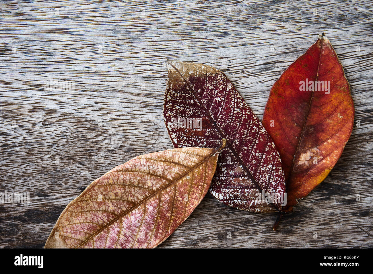 Le foglie essiccate di autunno sul tavolo di legno Foto Stock