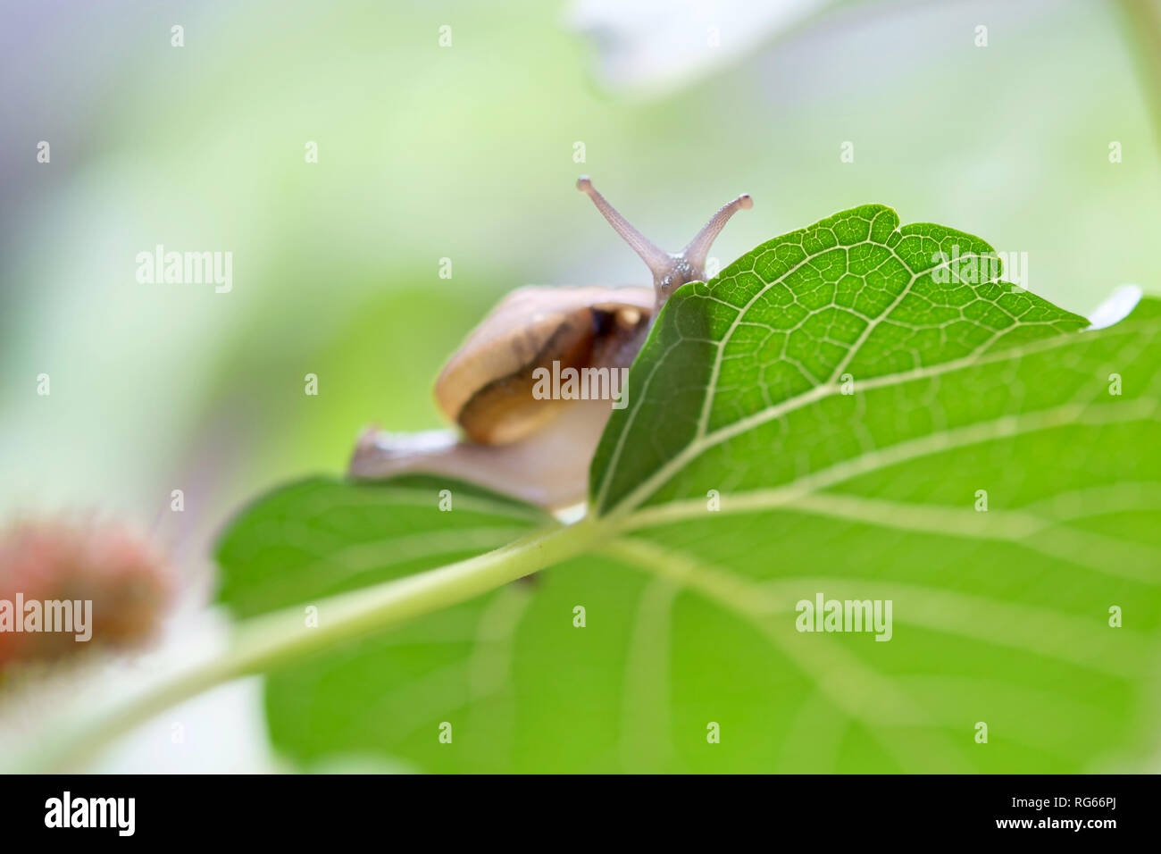 Va a passo di lumaca sulla foglia verde Foto Stock