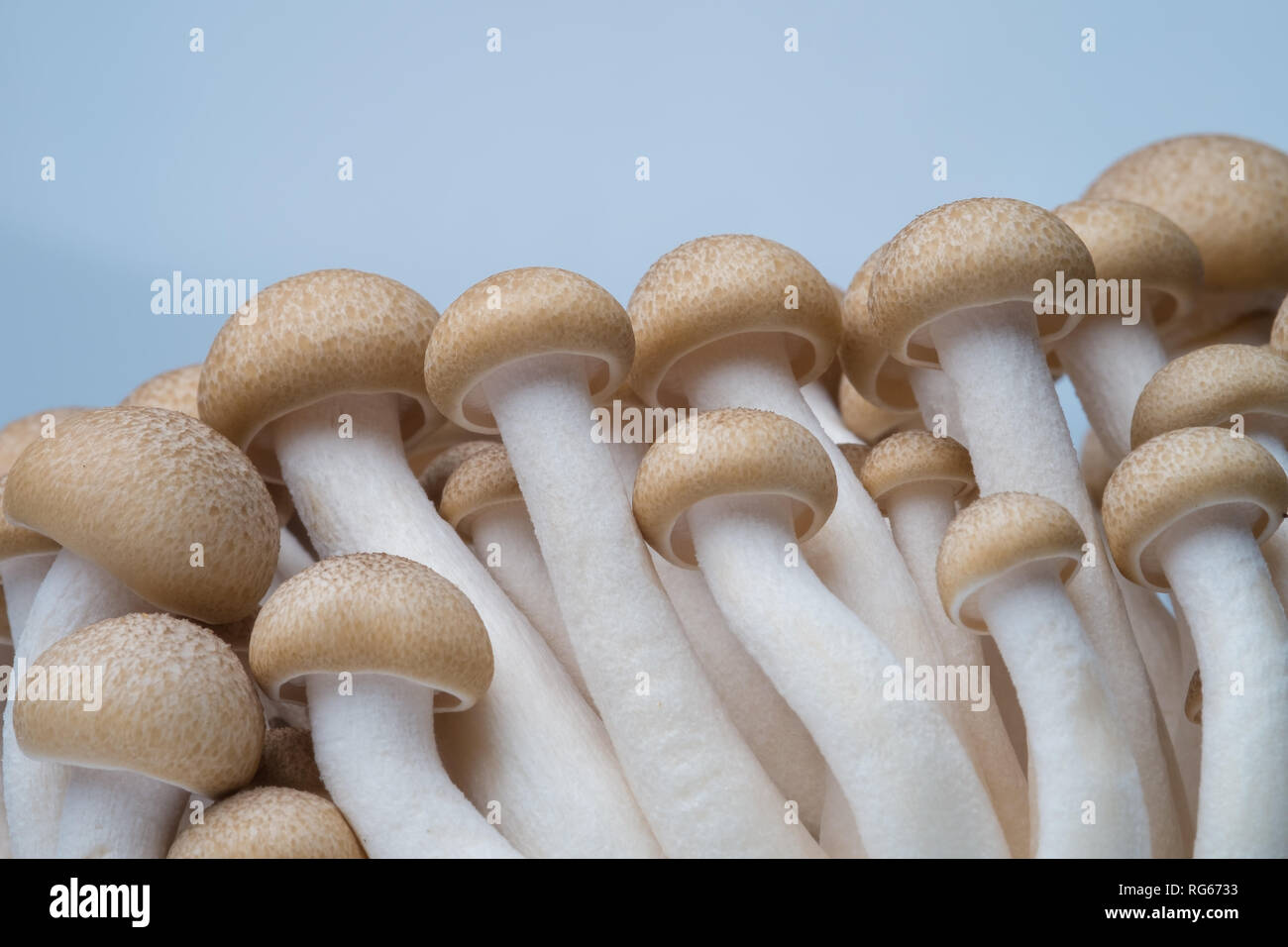 Buna funghi shimeji Foto Stock