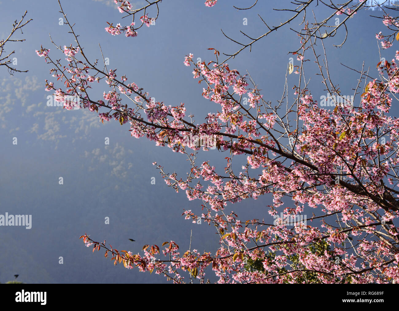 L'Himalayan wild fiori ciliegio (Prunus cerasoides) lungo il Campo Base Everest trek, Khumbu, in Nepal Foto Stock