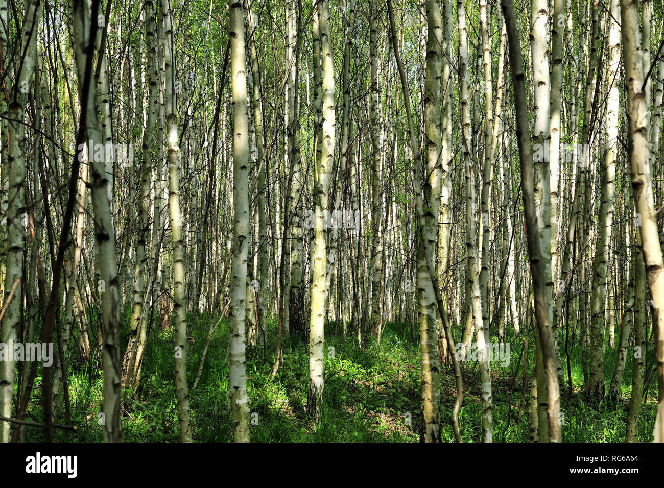 Fresche, fiori, naturale, natur, molla, stagione, salute, bellezza naturale, stagione, meteo Foto Stock
