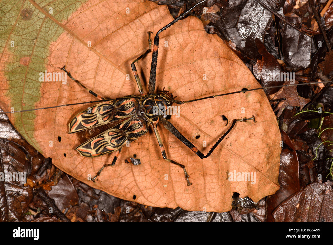 Arlecchino Beetle (Acrocinus longimanus) appoggiato sulla foglia morta, Turrialba, Costa Rica, Ottobre Foto Stock