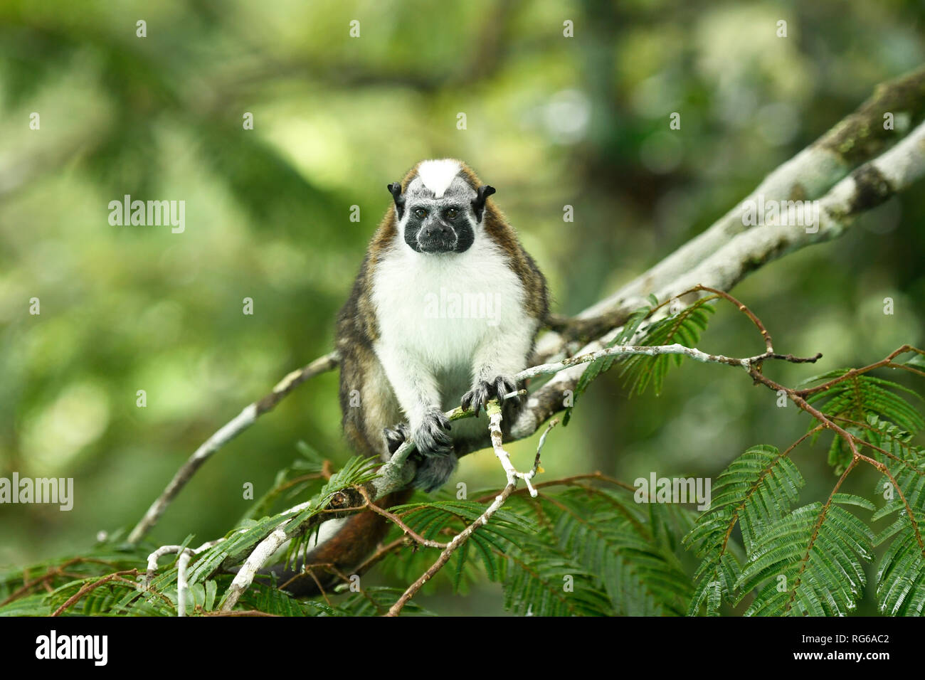 Geoffroys Tamarin (Sanguinus geoffroyi) adulto seduto sul ramo, Parco Nazionale di Soberania, Panama, ottobre Foto Stock