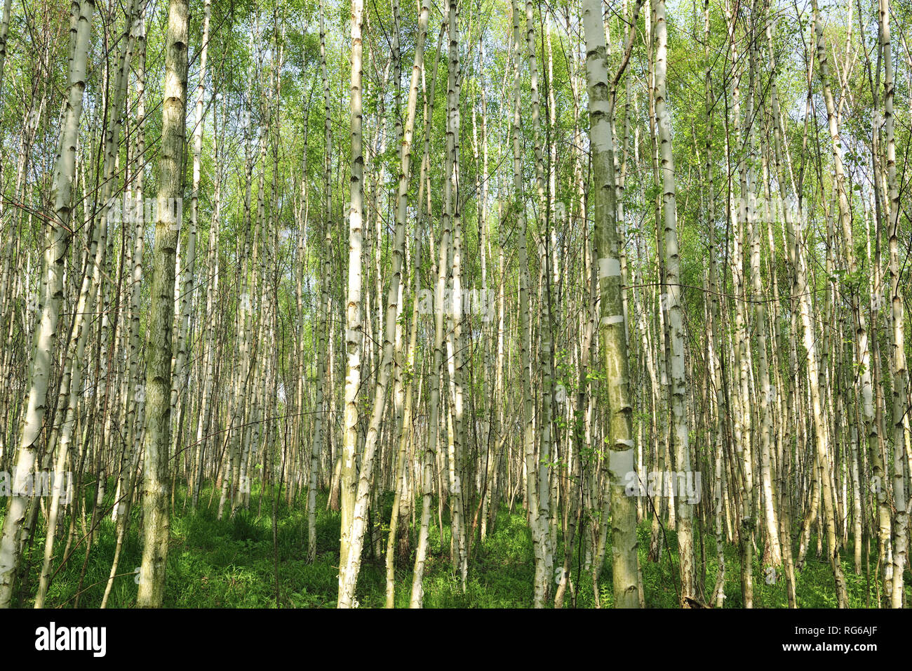 Fresche, fiori, naturale, natur, molla, stagione, salute, bellezza naturale, stagione, meteo Foto Stock
