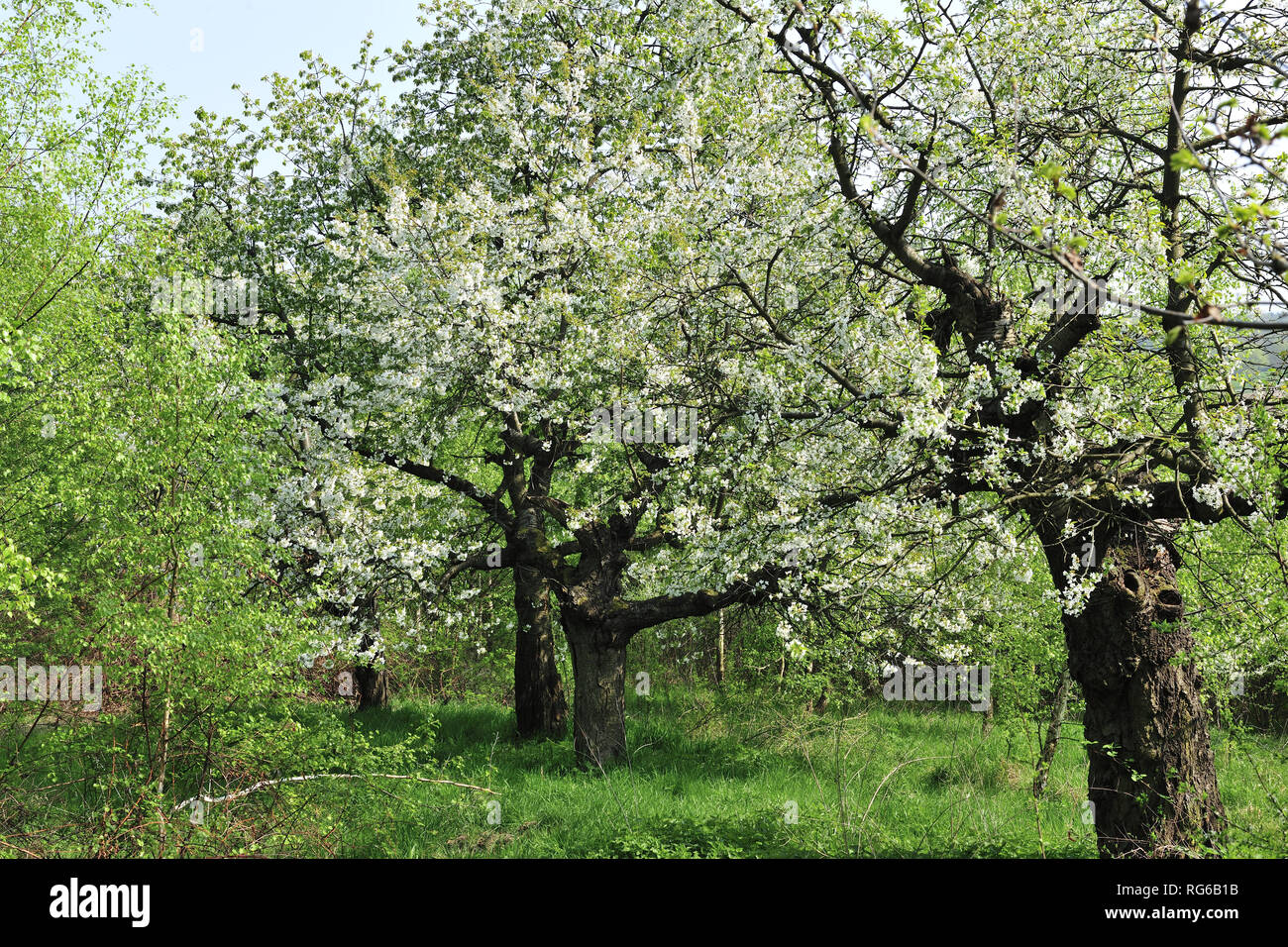 freschi, fiori, naturali, natur, primavera, stagione, salute, bellezza, naturale, stagione, meteo, immagini climatiche, Foto Stock