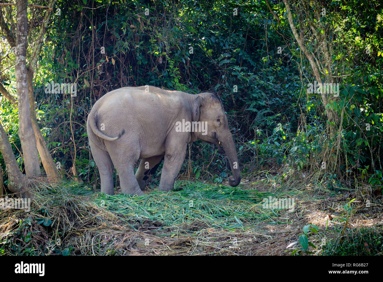 L'elefante nella junge del Laos. Al di fuori di Luang Prabang. Salvare gli elefanti. Elephant si erge la calma nella foresta. Foto Stock