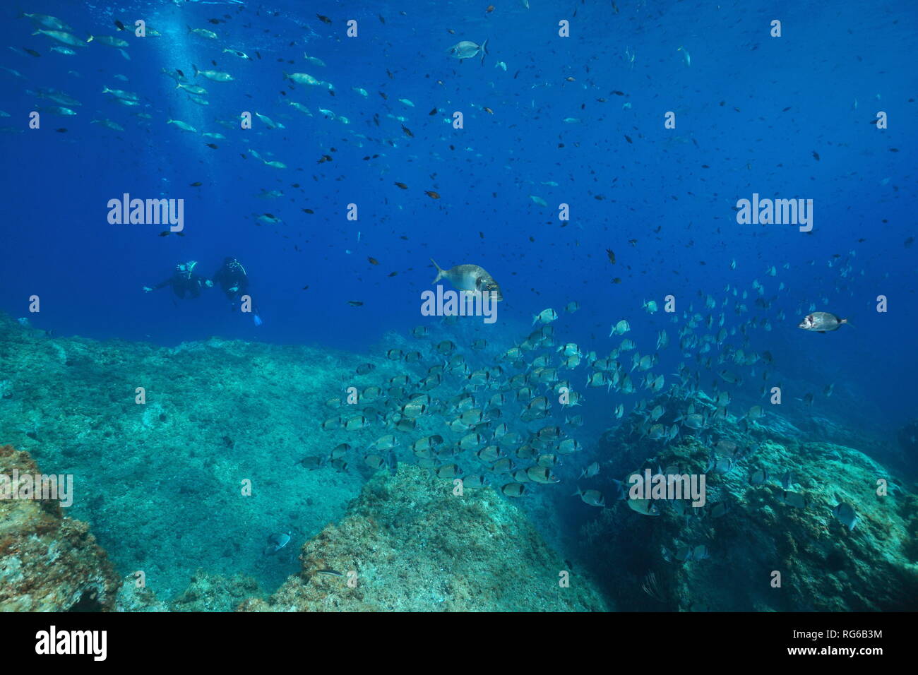 Scuola di subacquea di pesci nel mare Mediterraneo con subacquei in background, Francia, riserva marina di Cerbere Banyuls, Pyrenees-Orientales Foto Stock