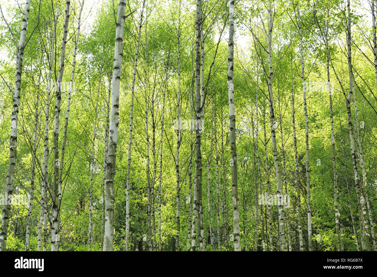 Fresche, fiori, naturale, natur, molla, stagione, salute, bellezza naturale, stagione, meteo Foto Stock