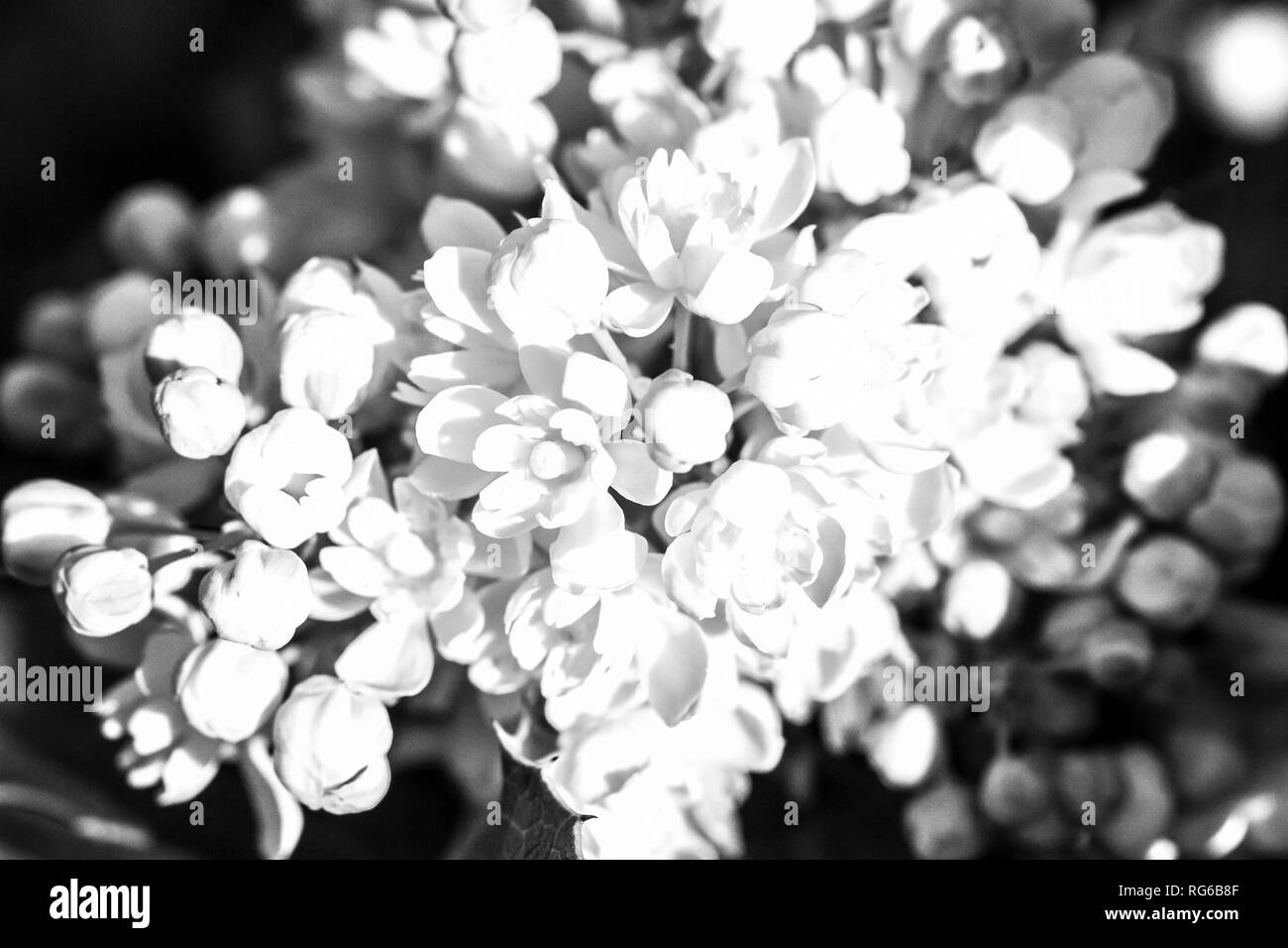 Bianco e nero, elegante, astrazione, gara sfondo floreale. Soft focus Foto Stock