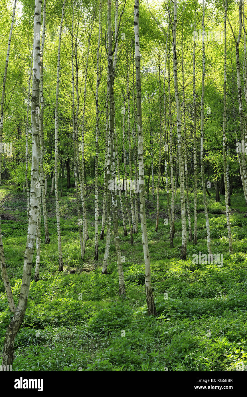 Fresche, fiori, naturale, natur, molla, stagione, salute, bellezza naturale, stagione, meteo Foto Stock