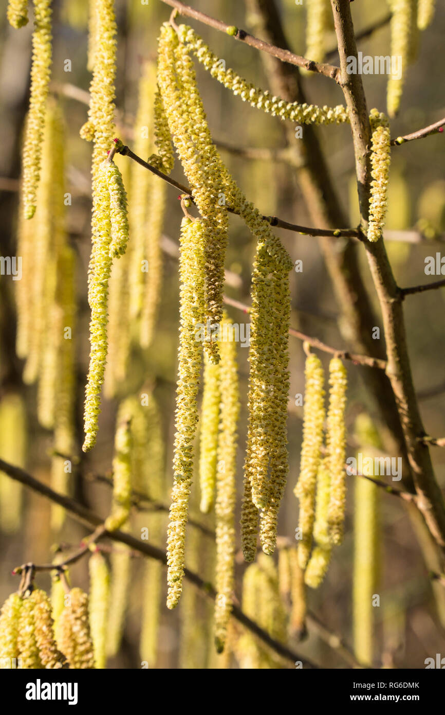 La luce solare che passa su maschio Hazel amento su una riserva naturale nel Herefordshire UK campagna. Gennaio 2019 Foto Stock