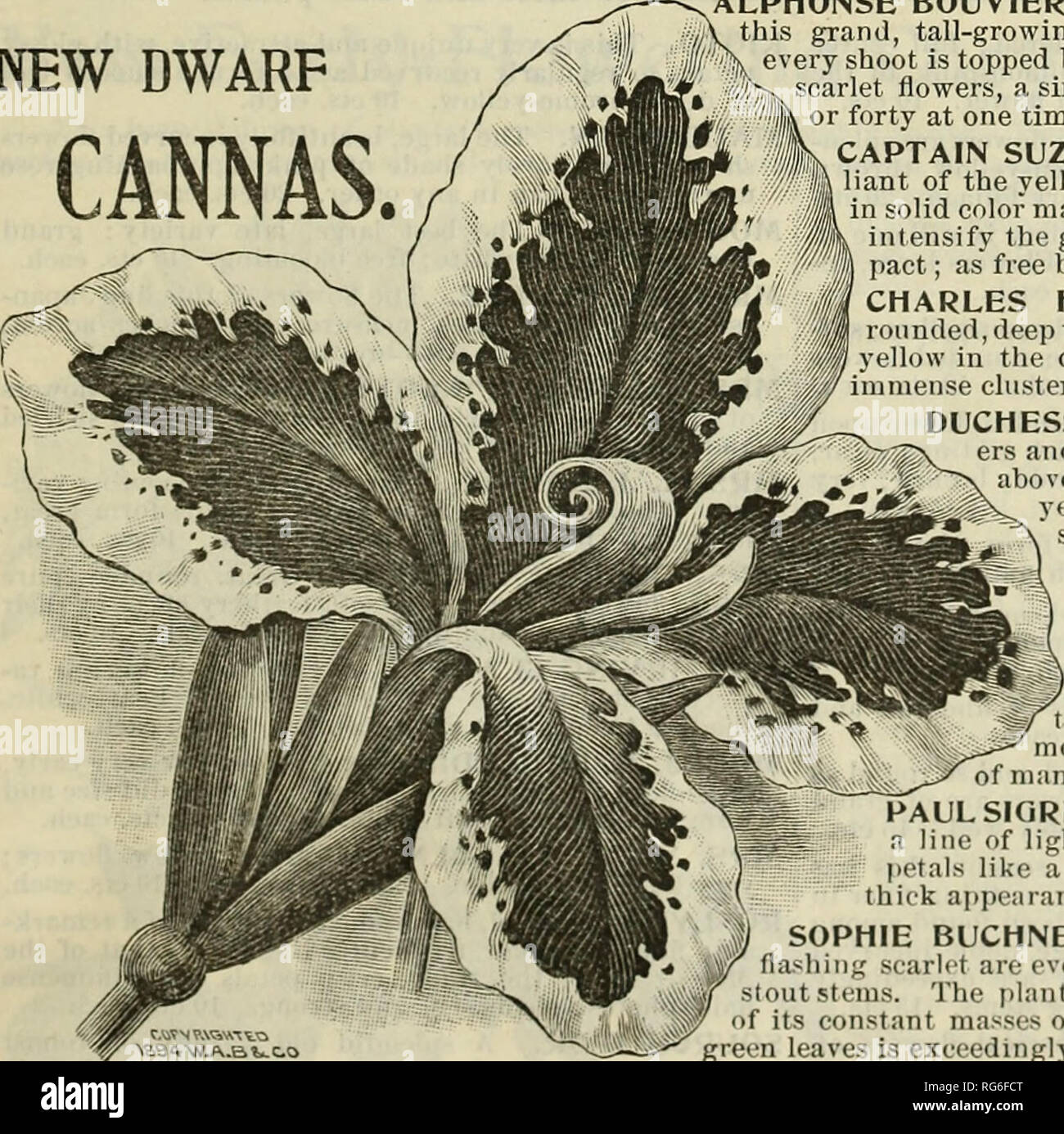 . Burpee's farm annuale. Vivaio di Filadelfia in Pennsylvania cataloghi; fiori cataloghi; Verdure cataloghi; semi cataloghi; W. Atlee Burpee Company; vivaio; fiori; Verdure; semi. Perfetto jjouquET metallica. Grand per alte piante campione; pannocchie spessa di gemme rosa e fiori bianchi contro grandi, rosso venata di foglie di scintillanti di bronzo-verde. 10 cts. RUBRA. Una splendida antica varietà, con stout canne che crescono incredibilmente veloce, diffusione di cluster di corallo rosso dei fiori in mezzo alle foglie di verde più profondo. 10 cts. ciascuna. Nuovo corallo rosso (Si/tsleini). Una migliorata Rubfa, con handsomer, oblunga Foto Stock