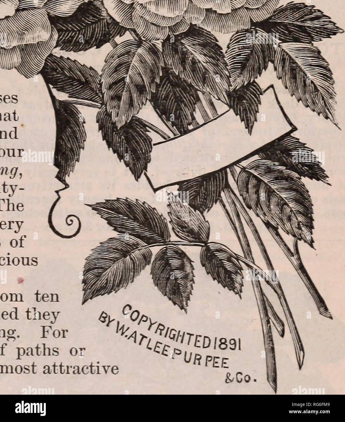 . Burpee's Farm, annuale 1892. Vivaio di Filadelfia in Pennsylvania cataloghi; fiori cataloghi; Verdure cataloghi; semi cataloghi. POLYANTHA ROSE. Da seme e da piante i nuovi poli di un ennesimo una fata o Eoses sono una bella classe di dwarf everblooraiu^ rose dal Giappone, aud alcune piante che provengono da quella terra Fiorita a parità di queste in una bellezza unica e la profusione di Bloom. Essi sono piuttosto ardito nel nostro clima, di nana crescita compatta e everblooming, ogni ramo portante un cluster da dieci a venti- cinque fiori e ogni fiore una gemma nella stessa. I fiori del difierent denominato vari Foto Stock