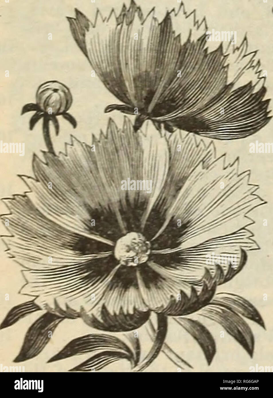 . Burpee's farm annuale di 1893. Vivai (orticoltura) Pennsylvania Philadelphia cataloghi; semi di ortaggi cataloghi; piante ornamentali, cataloghi; fiori Semi cataloghi. Il RIGOGOLO CALENDULA. CALENDULA. La vecchia pentola "Calendula" è stata notevolmente migliorata. Il rigogolo e Trianon, appena intro- duced, sono davvero le novità di notevole bellezza, deserv- ing un posto in ogni giardino. per pkt. Fattibile misti (Calendula). Per oz. 15 cts., . 5 Meteor. Doppia perfettamente e splendidamente striato, color crema, bordato con Orange. Per oz. 20 cts., . 5 principe di Orange. Grandi, profondamente dowers embricata, p Foto Stock