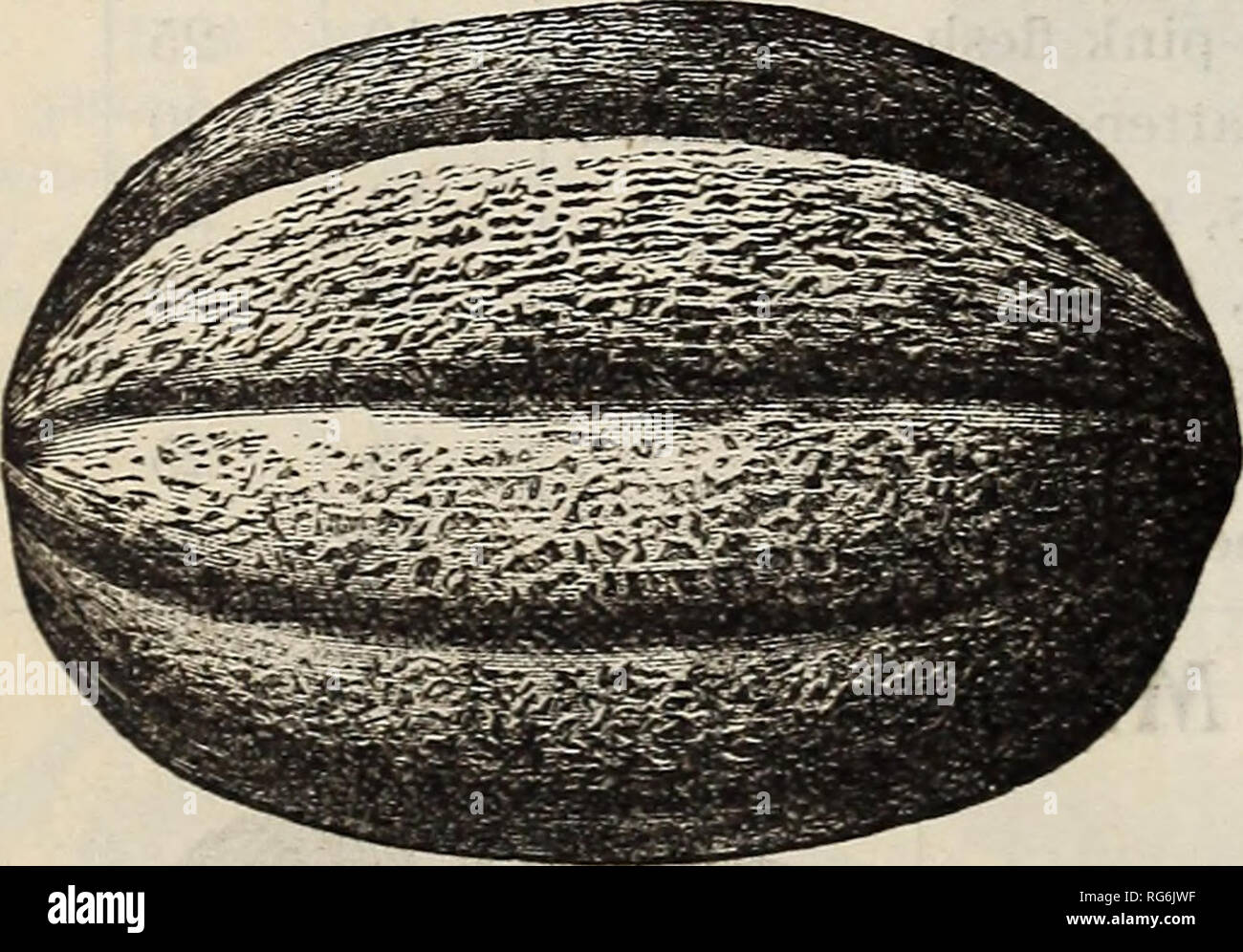 . Burpee's farm annuale. Vivaio di Filadelfia in Pennsylvania cataloghi; fiori cataloghi; Verdure cataloghi; semi cataloghi; W. Atlee Burpee Company; vivaio; fiori; Verdure; semi. Nuovo LONG ISLAND bellezza melone. LONG ISLAND bellezza. L'illustrazione sopra ac- curately foto questo nuovo melone, aventi stato inciso direttamente da una fotografia. Si tratta di un molto meglio il melone rispetto alla precoce supplementari di Hackensack, e circa come inizio. I lobi sono più larghe e la rete più pesante sul Hackensack, mentre il colore verde brillante la carne è più spessa e più dolce,-essendo davvero di gusto squisito. Più oltre, Foto Stock