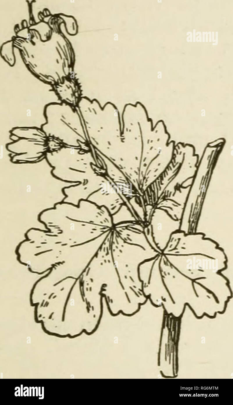 . Bush-frutta; una monografia orticolo di lamponi, more, dewberries, ribes, uva spina e altri arbusti-come frutti. Bacche. B0TA2i^r del GOOSEBEBBIES 465 si verificano spesso. Relazioni fi'om Arnold Arboretum"'^ stato che in- dividual sollevata di piante da semi raccolti dallo stesso impianto può produrre liscia o scarola frutta. Le bacche sono piuttosto spesse scuoiati quando è maturo, ma dolce e piacevole. L. Si prega di notare che queste immagini vengono estratte dalla pagina sottoposta a scansione di immagini che possono essere state migliorate digitalmente per la leggibilità - Colorazione e aspetto di queste illus Foto Stock