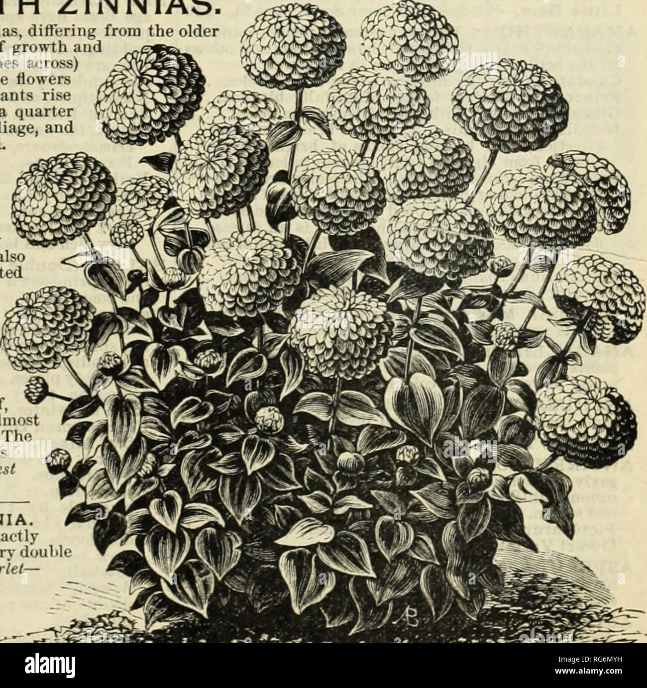 . Burpee's farm annuale. Vivaio di Filadelfia in Pennsylvania cataloghi; fiori in Pennsylvania cataloghi; Verdure Pennsylvania cataloghi; semi di cataloghi in Pennsylvania. Mammut gigante ZINNIAS. Davvero un gran nuova classe di Zinnias, differenti da quelli più vecchi nella sua insolitamente robusto abitudine di crescita e le immense dimensioni (da quattro a cinque pollici attraverso) del perfettamente formati, molto fiori doppi di vari colori vivaci. Le piante luogo ad un'altezza di tre a tre e un quarto piede, sono rivestiti con lussureggiante fogliame, e hloom liberamente durante un lungo periodo di tempo. Essendo di grande coerenza, il fiore Foto Stock