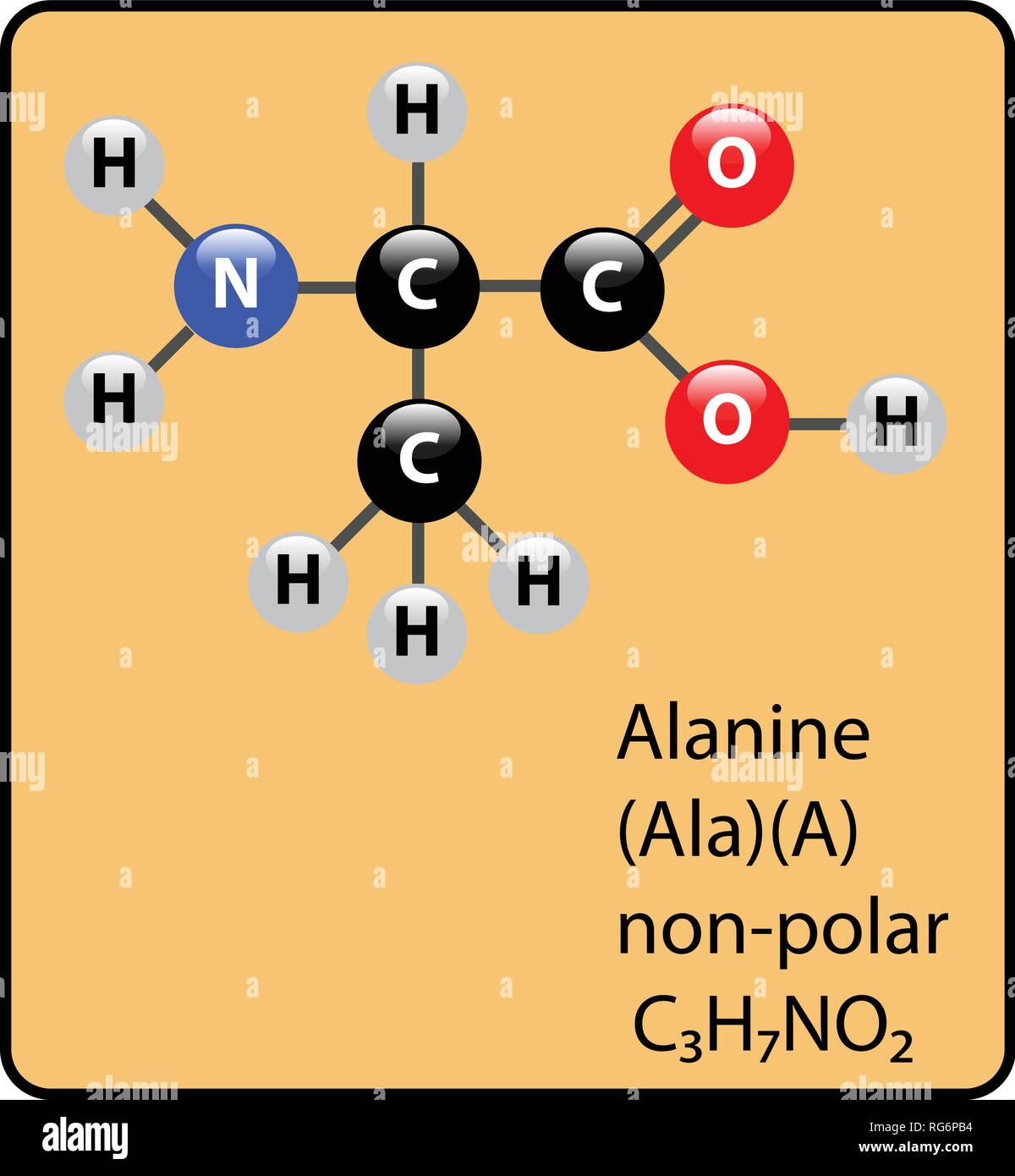 Alanina aminoacido molecola sfera Stick e struttura Illustrazione Vettoriale