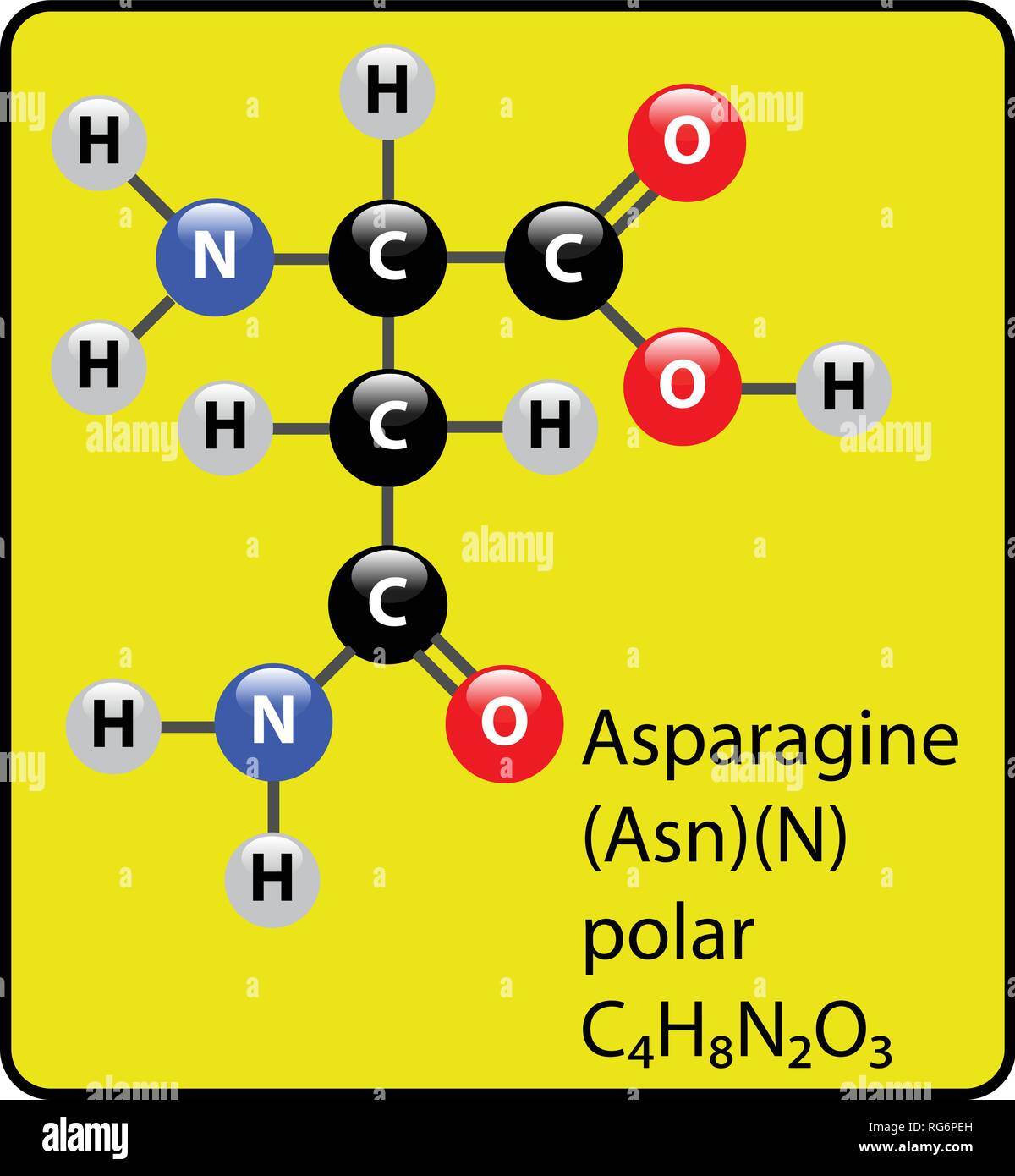 Asparagina amminoacido molecola sfera Stick e struttura Illustrazione Vettoriale