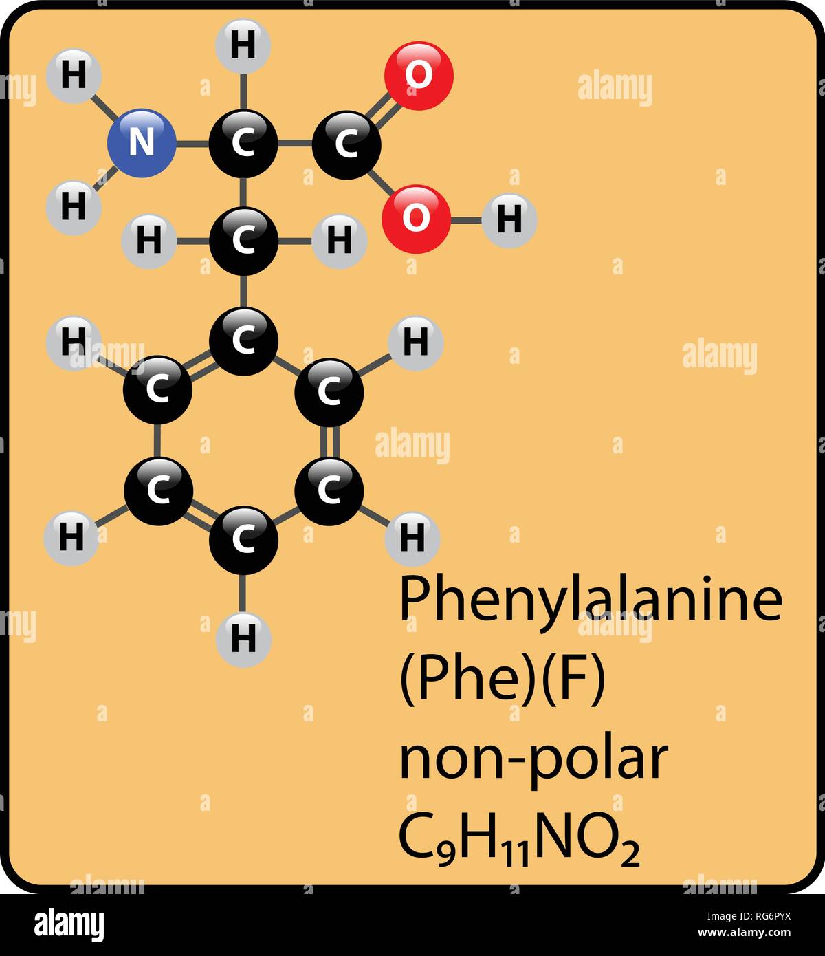 La fenilalanina ammino molecola di acido e a sfera Stick Struttura Illustrazione Vettoriale