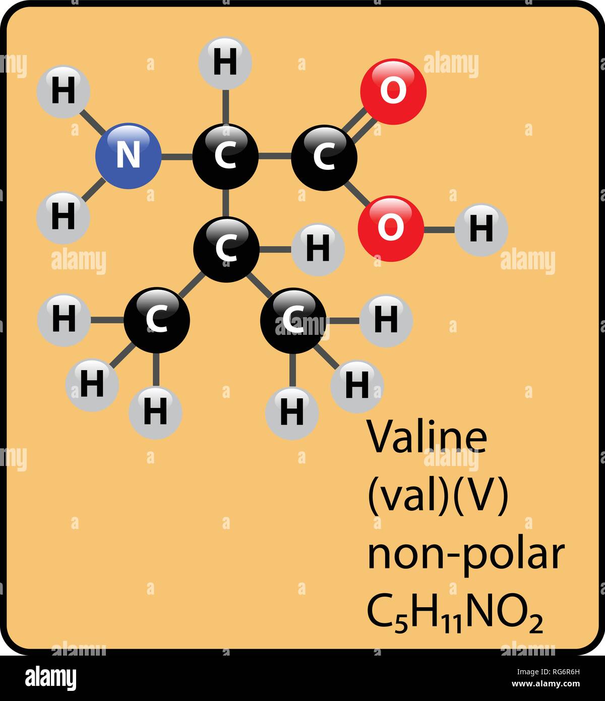 Valina aminoacido molecola sfera Stick e struttura Illustrazione Vettoriale