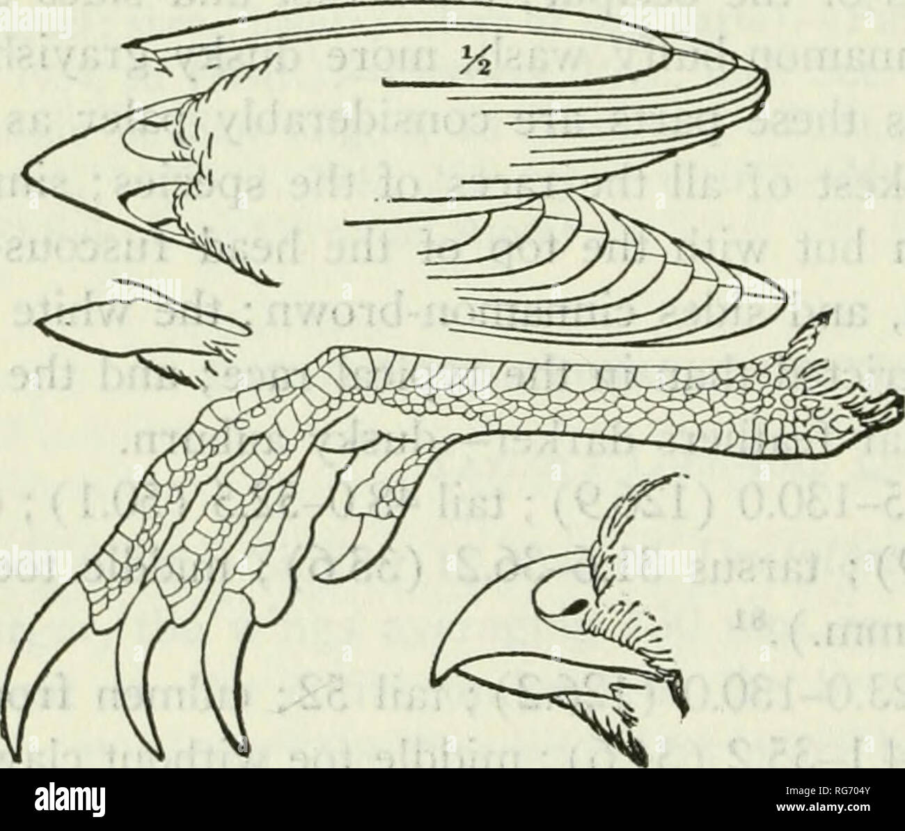 . Bollettino - Stati Uniti Museo Nazionale. La scienza. Bollettino 390 50, STATI UNITI MUSEO NAZIONALE Dactyloriyx thoracicus fuscus Conover, Proc. Biol. Soc. Washington, 1, 1937, 7i (Alto Cantoral, Tegucigalpa, Honduras; descr.; crit.; distr.)., 74 (spec; Alto Cantoral, Cantoral, Rancho Quemado, San Juancito, tutti in Honduras).- Hei.lmayr e Conover, Cat. Gli uccelli Amer., i, n. 1, 1942, 284 (syn.; distr.). Genere CYRTONYX Gould Cyrionyx Goui.d, Monogr. Odontoph., pt. i, 1844, pi. [2] e testo (= pi. 7 di volume rilegato). (Tipo, Da monotypy, Ortyx massena lezione = O. monte- suviae Vigors.) Odontophorii Foto Stock