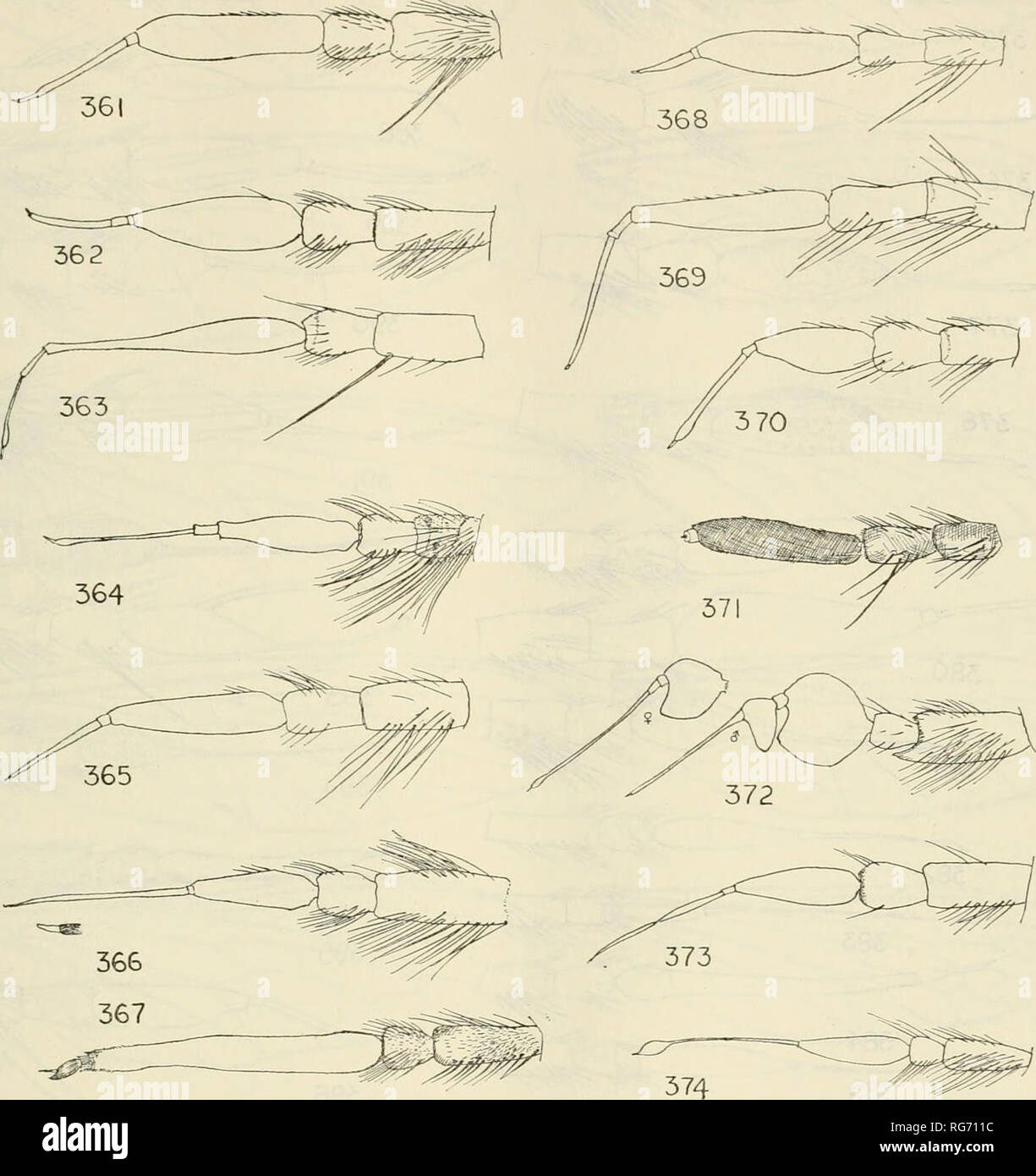 . Bollettino - Stati Uniti Museo Nazionale. La scienza. Rapinatore mosche del mondo 623. Le figure 361-374.-361, Acanthopleura hrunnipes Fabrizio. 362, Neomoctherus pallifes Meigen. 363, Opopotes attenuatus scafo. 364, Dinozabrus bicolor, nuove specie. 365, Eutolmus rufibarbis Meigen. 366, Neoaratus hercules Wiedemann. 367, Lycomya germainii razzista. 368, Epitriptus cingulatus Fabrizio. 369, Dasopkrys paron a piedi- er. 370, Cerdistus erythTurusM.eigen. 37l,Aphar- martania, sp. 372, Cerozodus nodicornis Wiede- mann. 373, Leptoharpacticus mucius Walker. 374, Promachus (Phtlomachus) paga/o Wiedemann.. Motivo Foto Stock