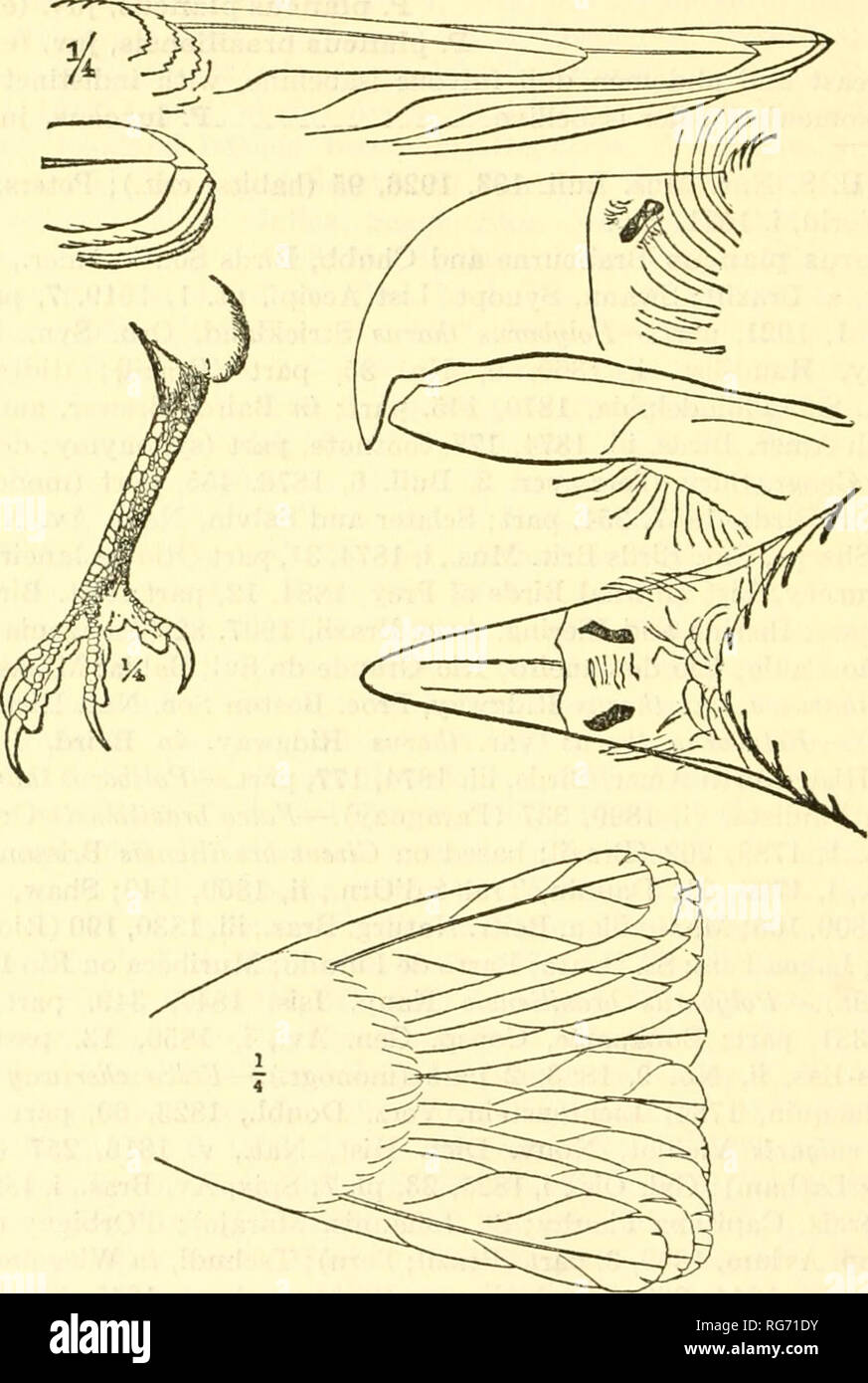 . Bollettino - Stati Uniti Museo Nazionale. La scienza. Bollettino 600 50, STATI UNITI MUSEO NAZIONALE POLYBORUS CHERIWAY AUDUBONH Cassin Audubon Caracara dell adulto (sessi uguali).-fronte, corona, occipite, la nuca scapolari, ala superiore converte, secondari e primari interno, schiena, le natiche, addome (eccetto la porzione posteriomedian), i lati, i fianchi e cosce di colore molto scuro fuscous e oscuro sulla sommità della testa; interscapu- lars cartuccia buff di pale buffy bianco, solitamente più bianchi verso la punta, attraversata da ampie macchie trasversali (spesso addirittura bar) di profonda fus-. Figura 44.-PolyboTus cherituay. cous-b Foto Stock