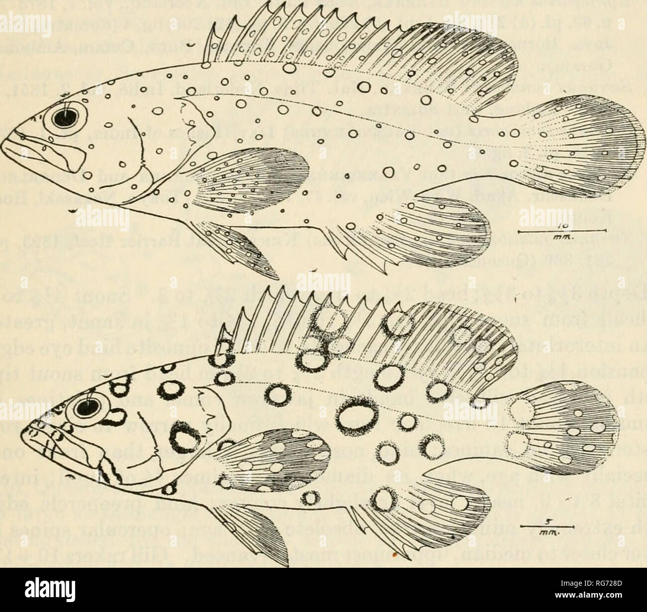 . Bollettino - Stati Uniti Museo Nazionale. La scienza. Pesci delle isole filippine e i mari adiacenti 277 Serranus caeruleo-punctatus Fowler, Mem. Il vescovo Mus., vol. 10, 1928, p. 183 (Shortland e Isole Marchesi). Epinephelus caeruleo-punctatus Boulenger, Cat. Pesce. Brit. Mus., vol. 1, 1895, p. 246 (Zanzibar, Mauritius, Ceylon, Filippine Seychelles, Borneo Arcipelago Malese, Amboina Ponape).-Snyder, Proc. Stati Uniti Nat. Mus., vol. 42, 1912, p. 414 (Tanegashima), p. 498 (Okinawa).-Weber, Siboga Exp., vol. 57, Fische, 1913, p. 205 (Lirung, Saleyer, Nusa Laut).-pel- legrin, Boll. Soc. Zool. Foto Stock