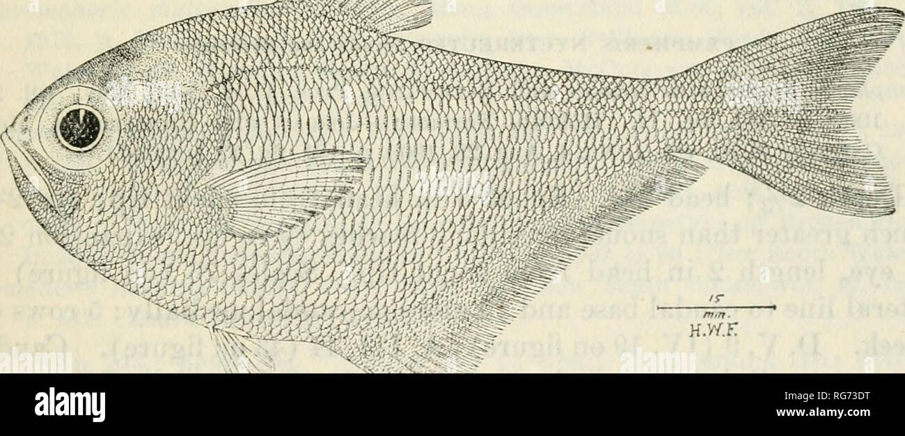 . Bollettino - Stati Uniti Museo Nazionale. La scienza. PISHES delle isole filippine e i mari adiacenti 61 base pettorali, che talvolta piccole, nuovamente può coprire tutta la base della pinna. La variazione è evidente anche con tracce nerastre hind bordo superiore del lobo caudale, che possono essere in chiaro alcuni esempi. Dark bordo anteriore alla pinna dorsale sempre distinte e continuo. 17584. Biri canale. Giugno 2, 1909. Lunghezza 165 mm. 8870, 8871. Buang Bay, Talajit isola. Marzo 15, 1909. Lunghezza 145 a 153 mm 11852. Caracaran, Batán isola. Giugno 8, 1909. Lunghezza 160 mm. 7433. Dalaganam isola. Aprile 8, 1909. Lunghezza 139 mm. 5699. Sa Foto Stock