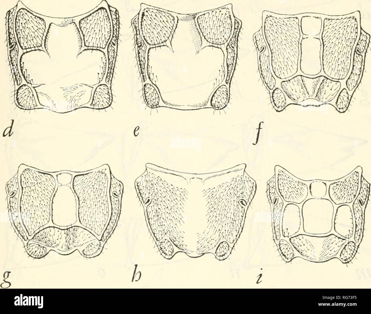 . Bollettino - Stati Uniti Museo Nazionale. La scienza. . Si prega di notare che queste immagini vengono estratte dalla pagina sottoposta a scansione di immagini che possono essere state migliorate digitalmente per la leggibilità - Colorazione e aspetto di queste illustrazioni potrebbero non perfettamente assomigliano al lavoro originale. Stati Uniti Museo Nazionale; Smithsonian Institution; Stati Uniti. Dipartimento dell'Interno. Washington : Smithsonian Institution Press, [ecc. ]; Per la vendita dalla Supt. di Docs. , Brevetto U. S. Govt Stampa. Off. Foto Stock