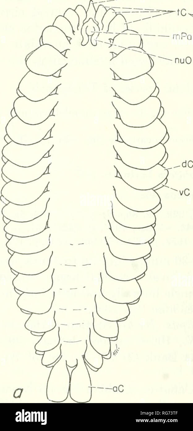 . Bollettino - Stati Uniti Museo Nazionale. La scienza. 100 U.S. Museo Nazionale bollettino 227 Travisiopsis levinseni Southern, 1910 figura 266 Travisiopsis levinseni Southern, 1911, p. 32, pi. 2, figg. 7-10.-Fauvel, 1923, p. 229, fig. 86,;i;.-Wesenberg-Lund, 1936, p. 12, figg. 4-5; 1951, p. 33.- ST0p-Bowitz, 1948a, p. 59, fig. 47; 1949, p. 19.-Dales, 1955, p. 442; 1957, p. 150.-Tebble, 1960, p. 197, fig. 136. Descrizione.-Lunghezza fino a 30 mm., larghezza fino a 1,5 mm., seg- menti 25. La papilla mediano o prostomial caruncola piatto e largo, sub- rettangolare. Nuchal organo è costituito da una coppia di corti undulatin Foto Stock