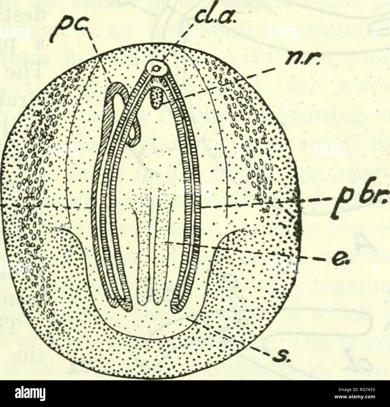 . Bollettino - Stati Uniti Museo Nazionale. La scienza. Un studio tassonomico su PYEOSOMA METCALF e Hopkins. 209 la porzione di questo disco (fig. 6). Questo blastoderm definitivo dà luogo a due strati sottili, una delle cellule ectoderm, e un altro di mes-endo- natura dermica al di sotto di esso, sia che giace sopra il tuorlo. Una cavità costituisce poi in mes-endodermal massa di cellule, che corrisponde prob- bly al archenteron. Alcune cavità che figurano nel mesoderma assiale sono stati indicati come rappresentante la notochord. Gli organi della forma embrionale molto come fanno in altri tunicati (figg. 6 e 7). A neural Foto Stock