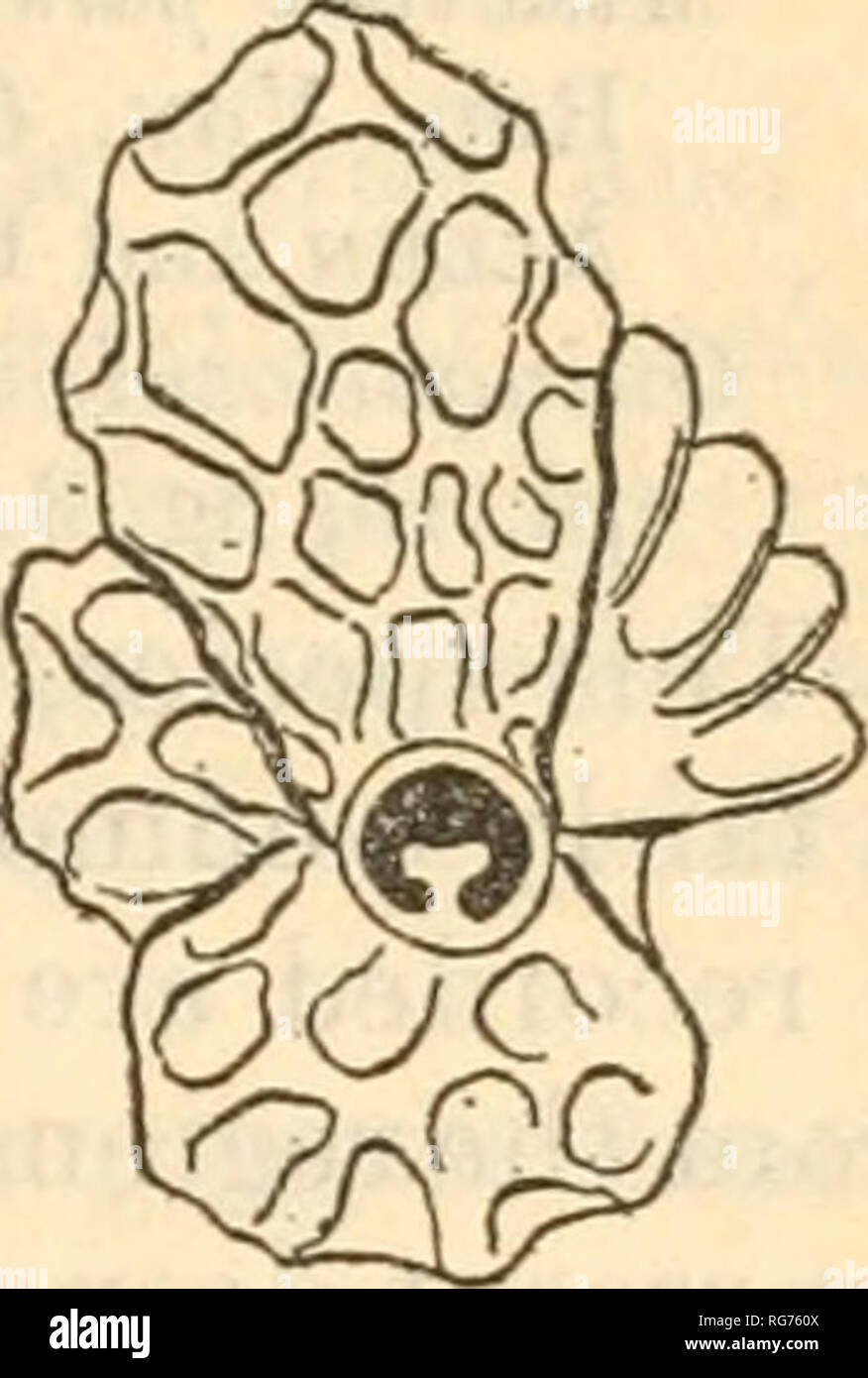 . Bollettino - Stati Uniti Museo Nazionale. La scienza. rORAMINIFEEA del filippino e i mari adiacenti. 439 vicino all isola di Basilan, off Ta%vi Tawi; off Romblon; off Panay orientale; off northern Cebu; off western Samar; tra Burias e Luzon; tra Marinduque e Luzon; Palawan passaggio; Malampaya Suono, isola di Palawan; off Palawan orientale; essere- tween Samar e Leyte; e a sud con tasto stretto. Questa varietà si differenzia dalla forma tipica di una maggiore regolarità dell'ornamentazione, e in margine periferico che non è striate ma reticolare. La progressiva comparsa di buon Foto Stock