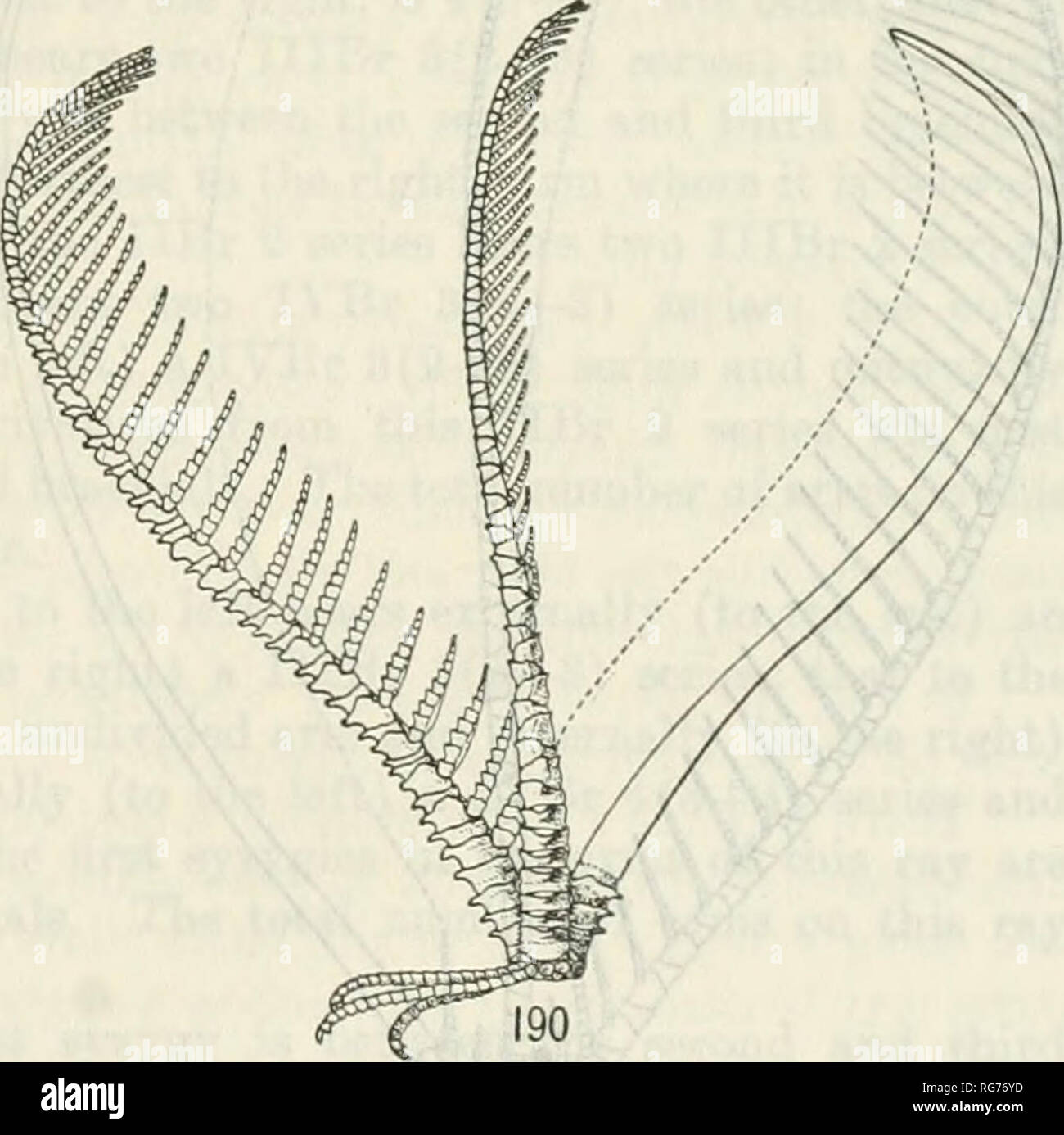 . Bollettino - Stati Uniti Museo Nazionale. La scienza. Monografia di crinoidi esistente. Ill primo elemento di questa coppia è sempre mancante, in modo che questi ultimi siano 3(2+3), o occasionalmente 1. La soppressione del primo elemento nella prima coppia brachiale e la sua redupli- cationi avviene dalla coppia immediatamente seguente il IIBr ascellare in poi, indipendentemente dal fatto che le coppie essere incorporato in una serie di divisione o di formare la base di un braccio. La divisione serie e bracci IIBr seguente serie di 2 non differiscono da quelle seguenti IIBr serie di 4(34-4). In CapUlaster Nemaster e abbiamo la norma Foto Stock