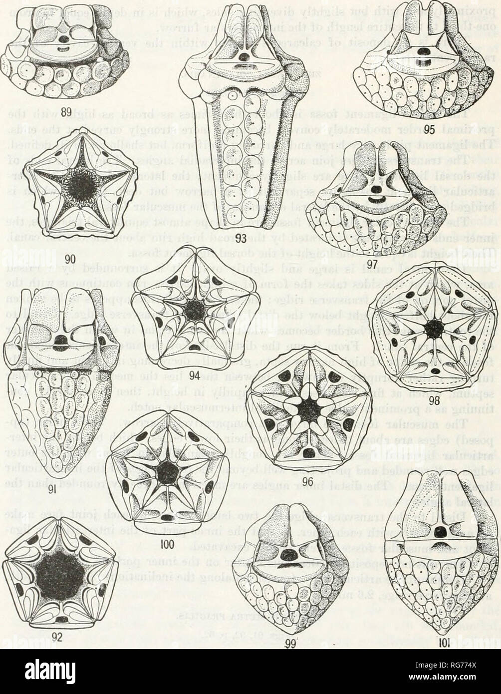. Bollettino - Stati Uniti Museo Nazionale. La scienza. 62 bollettino 82, STATI UNITI MUSEO NAZIONALE.. OP Bi^un'Z; .T^X n Â°^ dell'."" COMATUUDS. 89. TUYSANOMETRA TENELLOIDBS, VISTA LATERALE PBAG^/s LATEH^r v,.w ^''^ ^â"¢ '^' ^^^'"'"^^ ""'^ "" "^""^ pentagono. 91. PSATHVBOMETEA OON 93 ZEZtpTR. r^rn. "'" ^ """ ^^"â â ¢^"â"¢"S^'- 92. Stesso, vista ventrale di radiale penta- VÂ°EW OP PPvt radiale^rnt dell'' 'â ¢^â"¢"^^"=^ &lt; '^' "â ¢^"'^''^ '^"^ CENTRODORSAL. 94. Stesso. 96 ventrale SanL tâ¢L ,,tw n. f â ¢ ^^"â ^&QUOT Foto Stock