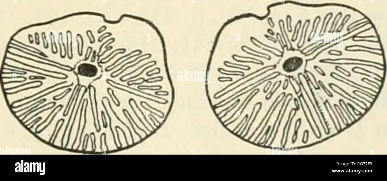 . Bollettino - Stati Uniti Museo Nazionale. La scienza. MONOGEAPH di crinoidi esistente. 75 Chiasma.-La figura formata dalla divisione del nervo dorsale tronchi entro il axillaries (fig. 62, p. 89). Subito entrando ascellare il cavo del nervo si divide in due parti che vengono eseguiti ogni al centro di uno dei due distale superfici articolari. Una trans- versetto di tessuto connettivo unisce questi due rami appena prima che emergono dalle facce distali del ascellare. Poco dopo la branchmg del primario cavo del nervo un piccolo ramo è dato dal lato interno di ciascun derivato; questi due crusche Foto Stock