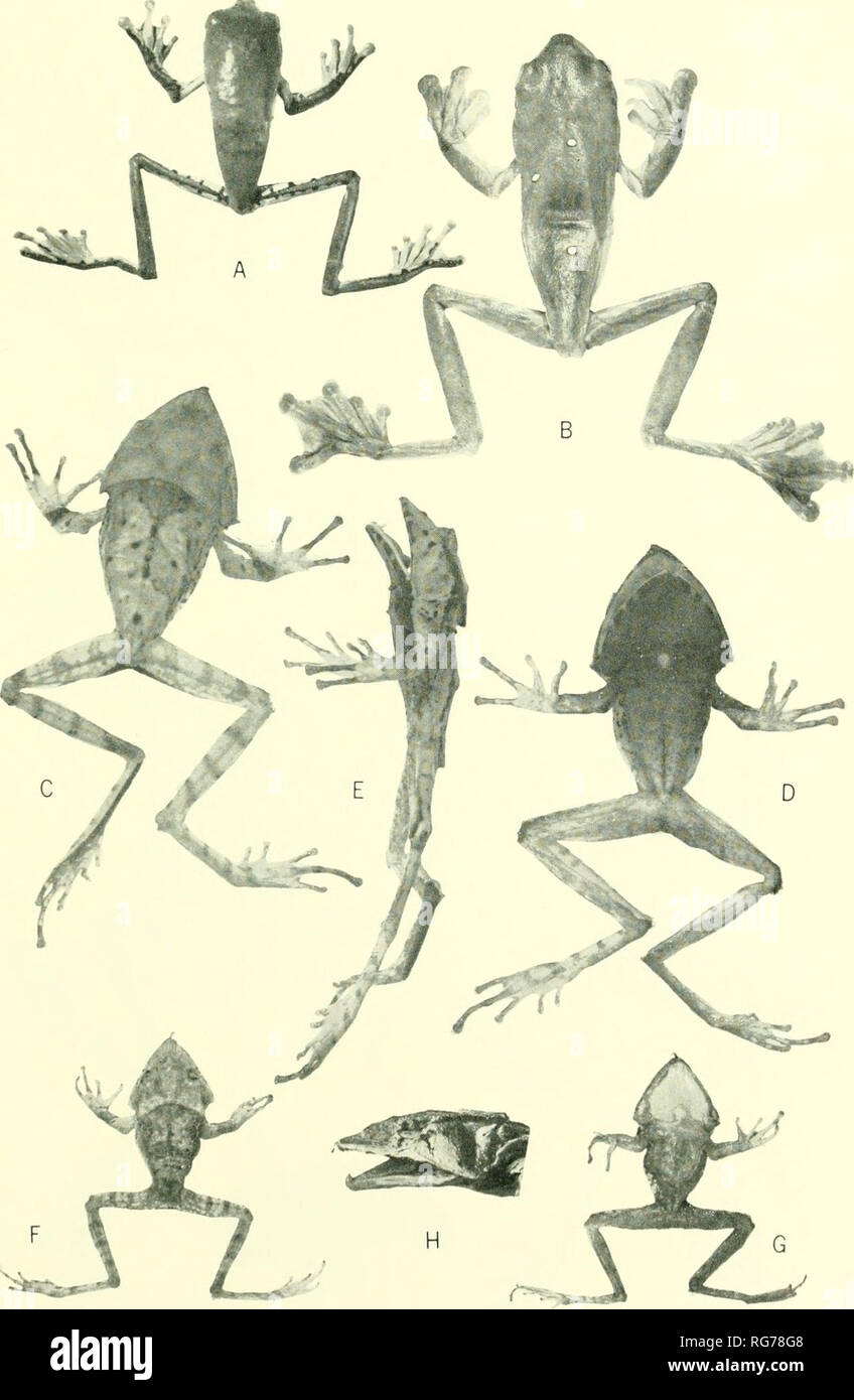 . Bollettino - Stati Uniti Museo Nazionale. La scienza. Le rane DELLA COLOMBIA-COCHRAN E COIN 595. Piastra 23.-a: Agalychnis calcarifer, BM 1913.11.12.126 (X 0.5). b: A. spurrelli, cotype, BM 1913.11.12.129 (X 0,5). c-e: Cerathyla johnsoni, CNHM 63850 (X 0,8). f-h: C. proboscidea, BM 1910.7.11.71 (X 0,5).. Si prega di notare che queste immagini vengono estratte dalla pagina sottoposta a scansione di immagini che possono essere state migliorate digitalmente per la leggibilità - Colorazione e aspetto di queste illustrazioni potrebbero non perfettamente assomigliano al lavoro originale. Stati Uniti Museo Nazionale; Smithsonian Institution; Stati Uniti. Dipartimento di Foto Stock