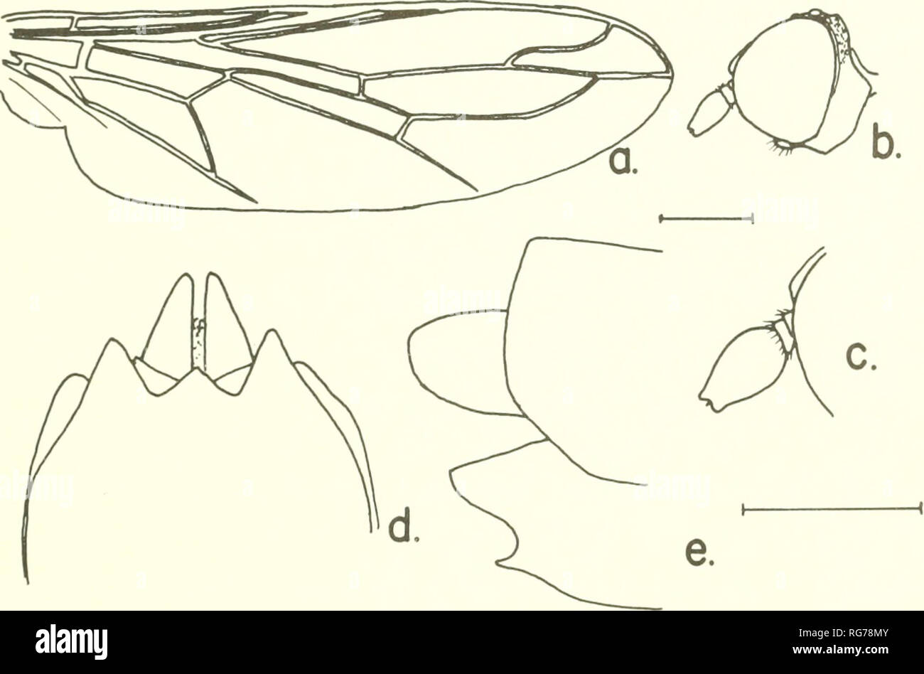 . Bollettino - Stati Uniti Museo Nazionale. La scienza. SCENOPINIDAE DEL MONDO 225 Antenna arancio-marrone, frons più ampia della larghezza del tubercolo ocellar P. nordeni, nuove specie 151. Pseudatrichia albocincta Van Duzee Figura 145 Pseudatrichia albocincta ^'an Duzee, 1926, p. 164. Van Diizee della descrizione è stato basato su una singola femmina erroneamente considerate un maschio. Esso è caratterizzato dal fatto che il palo argenteo sul retro della testa e della triplice ottavo piastra dello sterno. Lunghezza: corpo femmina 6 mm., ala 4 mm. Tipo-località: Bradley, Monterey Co., California; 23 maggio 1920 (E. P. VAN Duzee). Ty Foto Stock