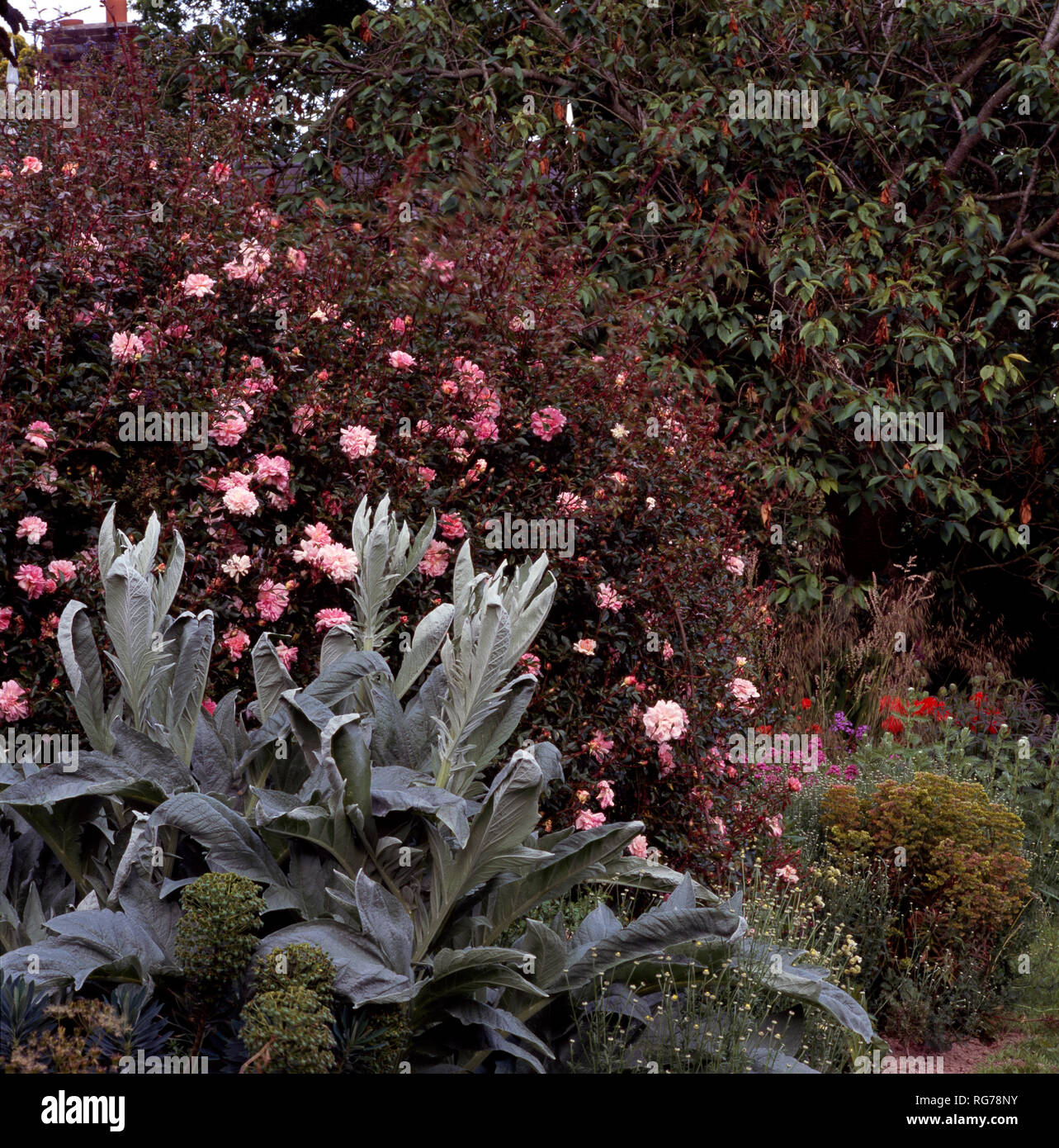 Grande grigio lasciava in perenne contro le rose rosa Foto Stock