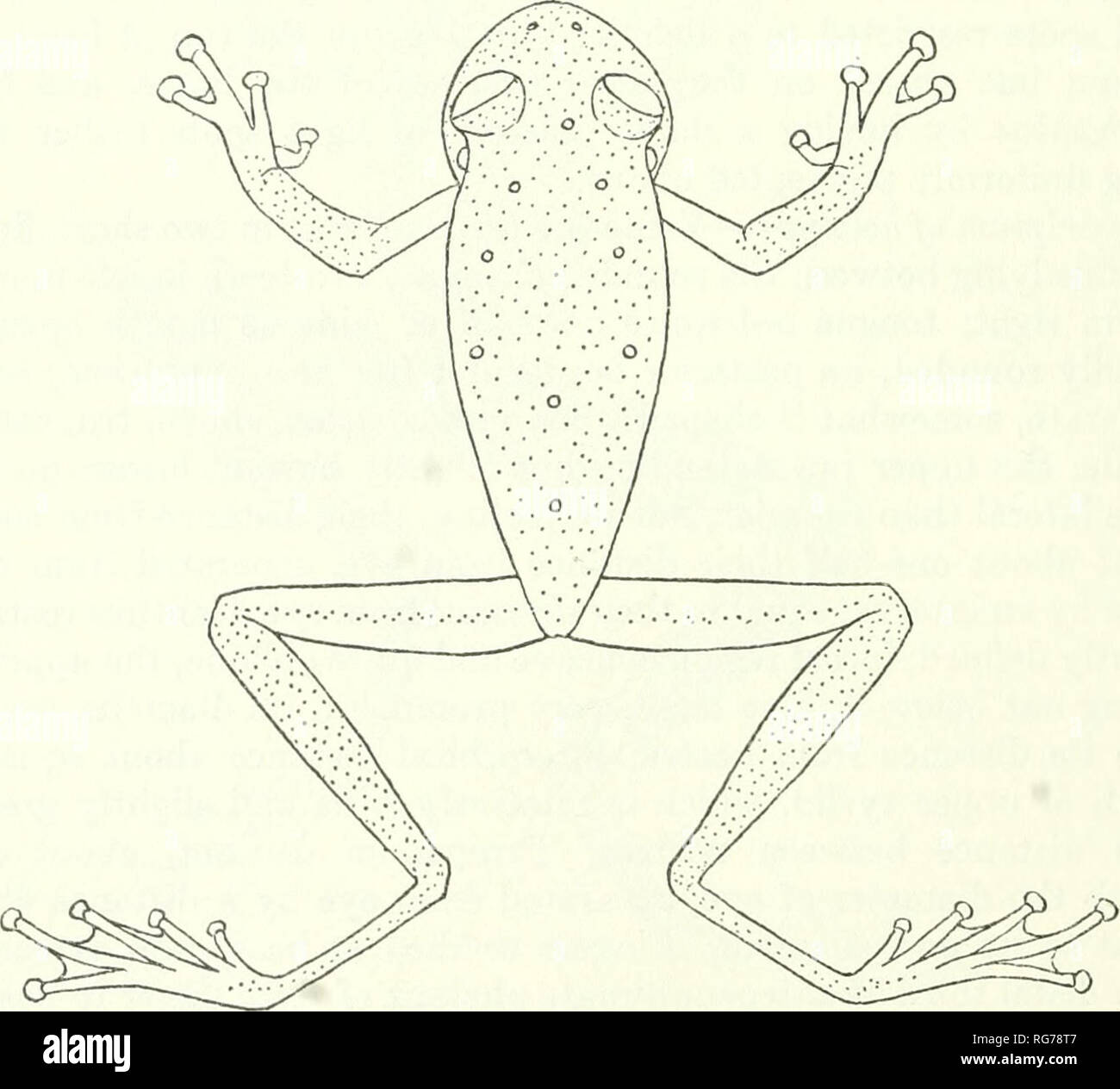 . Bollettino - Stati Uniti Museo Nazionale. La scienza. 514 U.S. Museo Nazionale bollettino 2 88 secondo, solo raggiungendo al disco di terzo, che è due volte il diametro della zona di timpanica; nessun rudiment sporgente di un pollex; un moderatamente ben sviluppata e sporgenti per colonna vertebrale omerale. Dita leggermente più di una metà palmati, web sulla quarta punta il raggiungimento di base della penultima falange, terza e quinta dita subequal, diametro del disco di quarta punta circa una metà di nuovo grande come il diametro dell'area timpanica; un po' ovale essiccato interna ed un minore, anche-meno distinti esterna arrotondata tubercolo matatarsal; Foto Stock