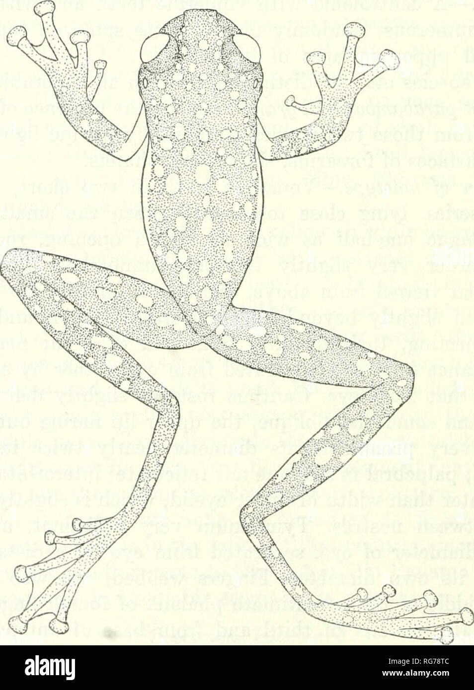 . Bollettino - Stati Uniti Museo Nazionale. La scienza. 512 U.S. Museo Nazionale bollettino 288 rispetto alla seconda, solo raggiungendo al disco del terzo che ha più che copre la zona timpanica; nessun rudiment sporgente di un pollex; nessun ulnare crinale; dorso omerale palpabili ma non sporgente. Punte a gambo completamente, il web che si estende come un margine stretto alla base del disco della quarta punta; terzo e quinto dita subequal, disco della quarta punta che coprono circa l'area timpanica; una distinta forma ovale interna ed una minore in- distinti esterna arrotondata tubercolo metatarsale; nessun tarsale crinale; nessun dermico sul tallone. Corpo moderatamente elonga Foto Stock