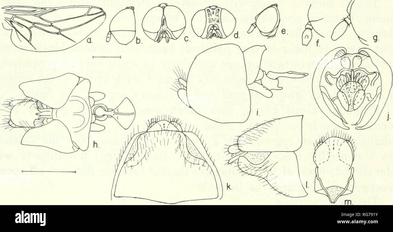 . Bollettino - Stati Uniti Museo Nazionale. La scienza. 146 U.S. Museo Nazionale bollettino 277 ing, ocelli rossastro; primi due segmenti di antenna nero-marrone, il primo minore del secondo e terzo segmento nero, ovale, due volte come lungo come il primo due combinati. Torace dorso nero, subshining; omerale e sovra-daminozide calli marrone; ali smoky, vene marrone al traslucido; stelo halter tan, manopola bianco; gambe con femori e tibiae nero, Tarso marrone chiaro. Addome nero, splendente, i segmenti 3 e 4 bianco al di sopra e al di sotto di nero, nono segmento nero, normalmente hairy. Vedere la figura per i dettagli del nono tergum e Foto Stock