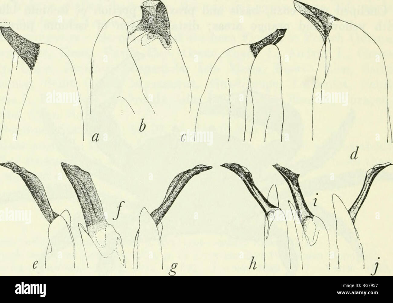 . Bollettino - Stati Uniti Museo Nazionale. La scienza. 202 U.S. Museo Nazionale bollettino 29 2 materiale esaminato.-Il domenicano collezioni contengono 3 maschi (lunghezza del carapace 55.2-68.8 mm) e 6 femmine (cl 9.0-68.8 mm). Note ecologiche.-Vedere sotto Gccarcinus lateralis. Distribuzione.-sud della Florida, West Indies, Nicaragua (Andros I., San Salvador I., Rum Cay, Cuba, Giamaica, Navassa I., suo- paniola, Puerto Rico, Saint Croix, Saba, Montserrat, Dominica, Barbados, Curasao, Isla de Providencia, Swan.). Dominica stazioni: 6, 38, 82, 93 (0-200 ft.). Figura 67.-denudata porzioni terminali dei maschi di ri Foto Stock